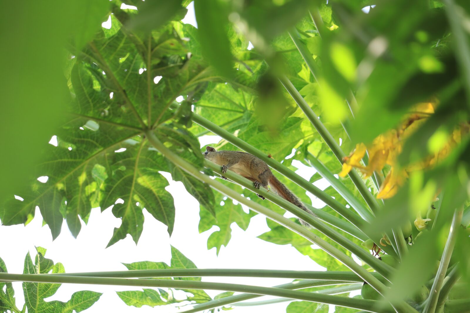 Canon EOS 250D (EOS Rebel SL3 / EOS Kiss X10 / EOS 200D II) sample photo. Squirrel, kerala, nature photography