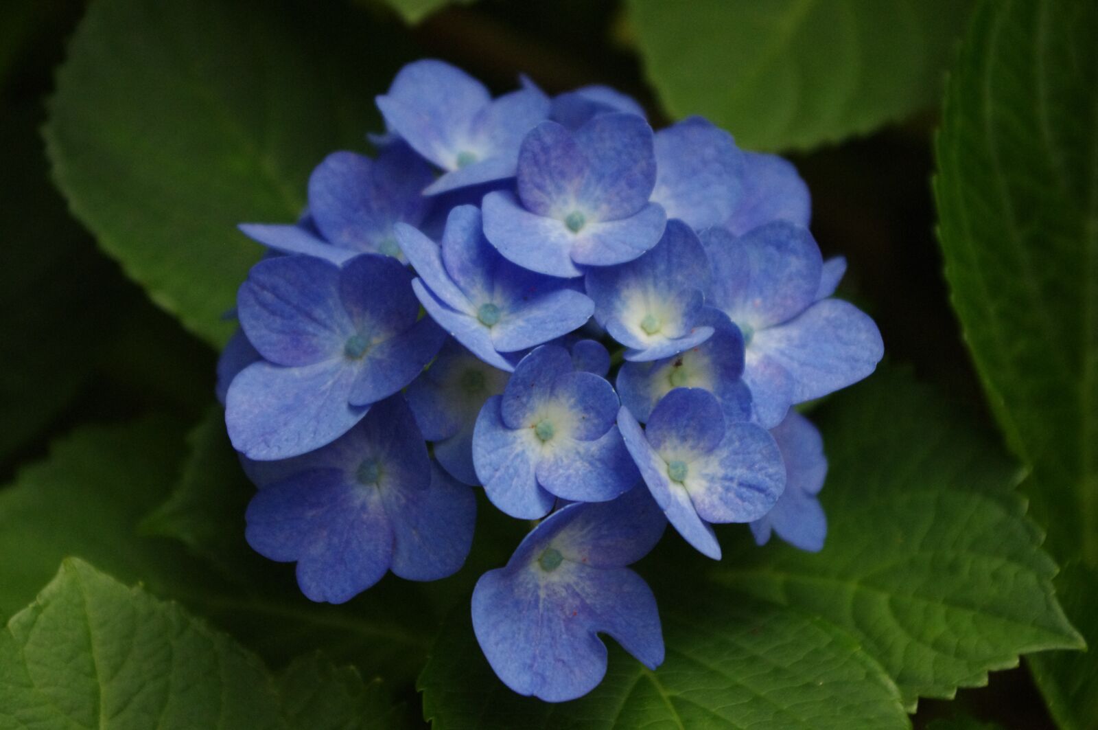 Pentax K-r sample photo. Hydrangea, flower, bloom photography