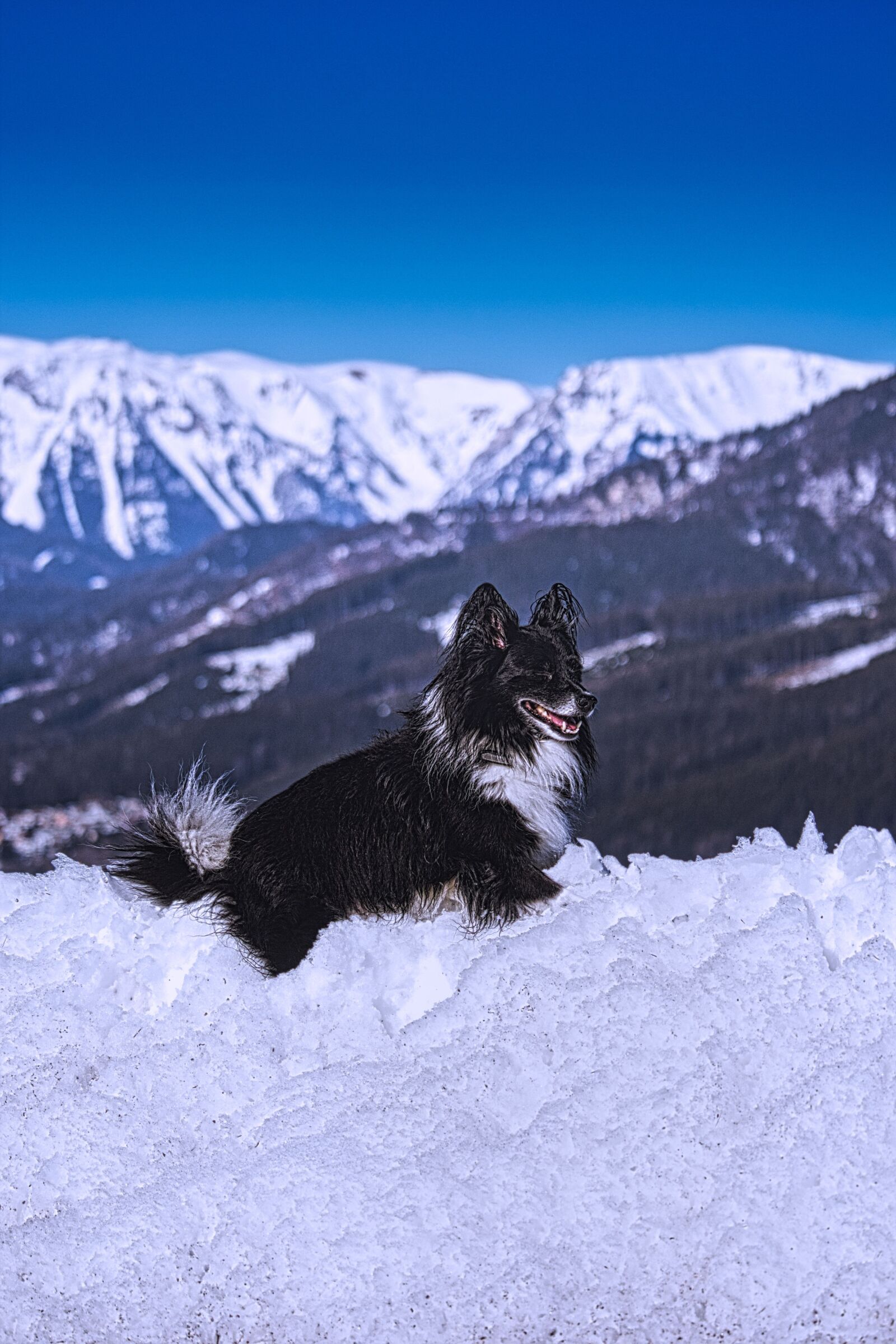 Canon EF-S 55-250mm F4-5.6 IS STM sample photo. Dog, snow, schneealpe photography