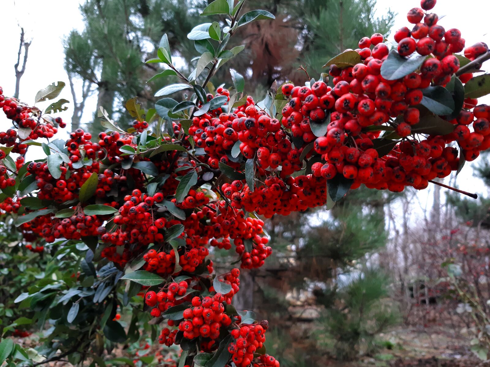 Samsung Galaxy A50 sample photo. Rowan, berry, winter photography