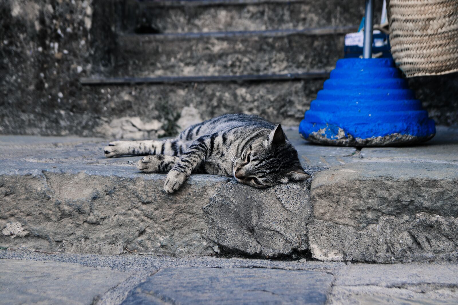 Canon EOS 80D sample photo. Cat, relaxed, domestic cat photography
