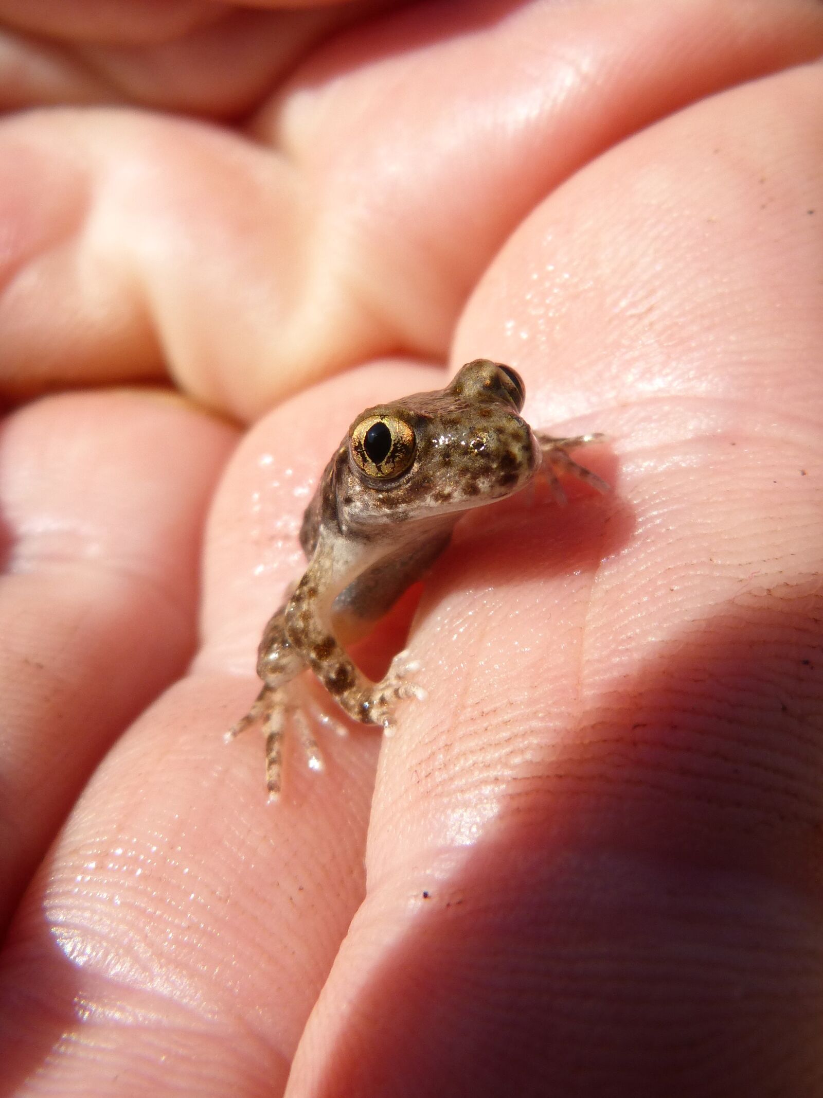 Panasonic DMC-FZ62 sample photo. Frog, lower case, hand photography