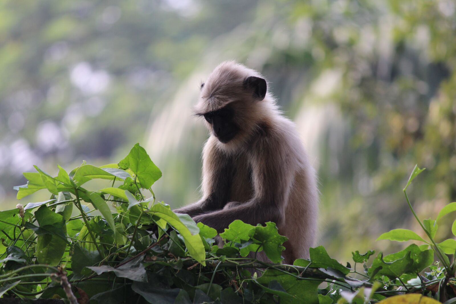 Canon EOS 700D (EOS Rebel T5i / EOS Kiss X7i) sample photo. Thinking monkey, monkey fun photography