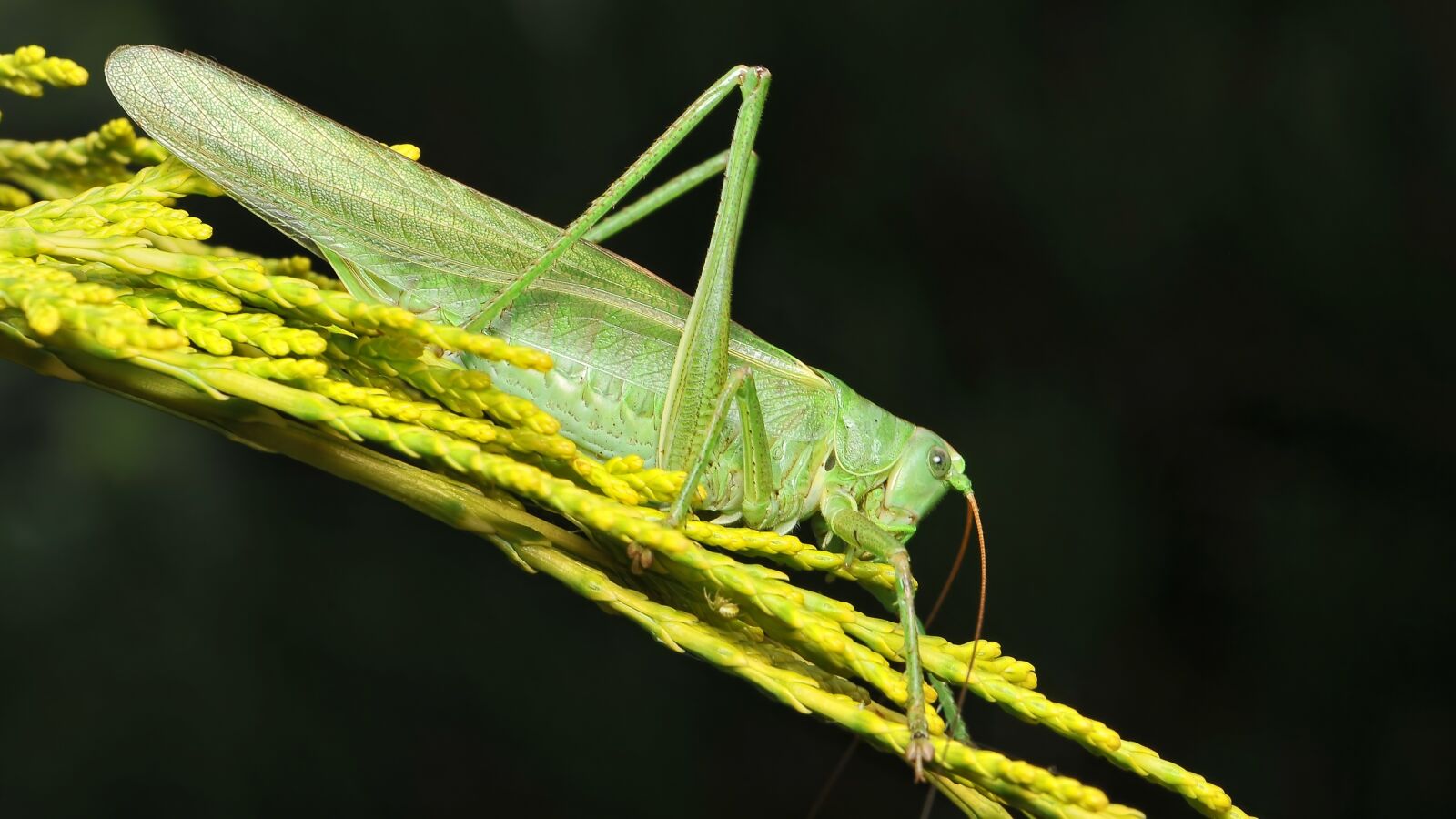 Nikon D700 sample photo. Tettigonia viridissima, viridissima, insect photography