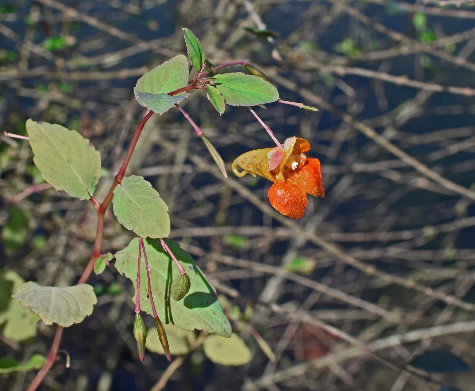Nikon D3300 sample photo. Orange jewelweed, touch-me-not, impatiens photography