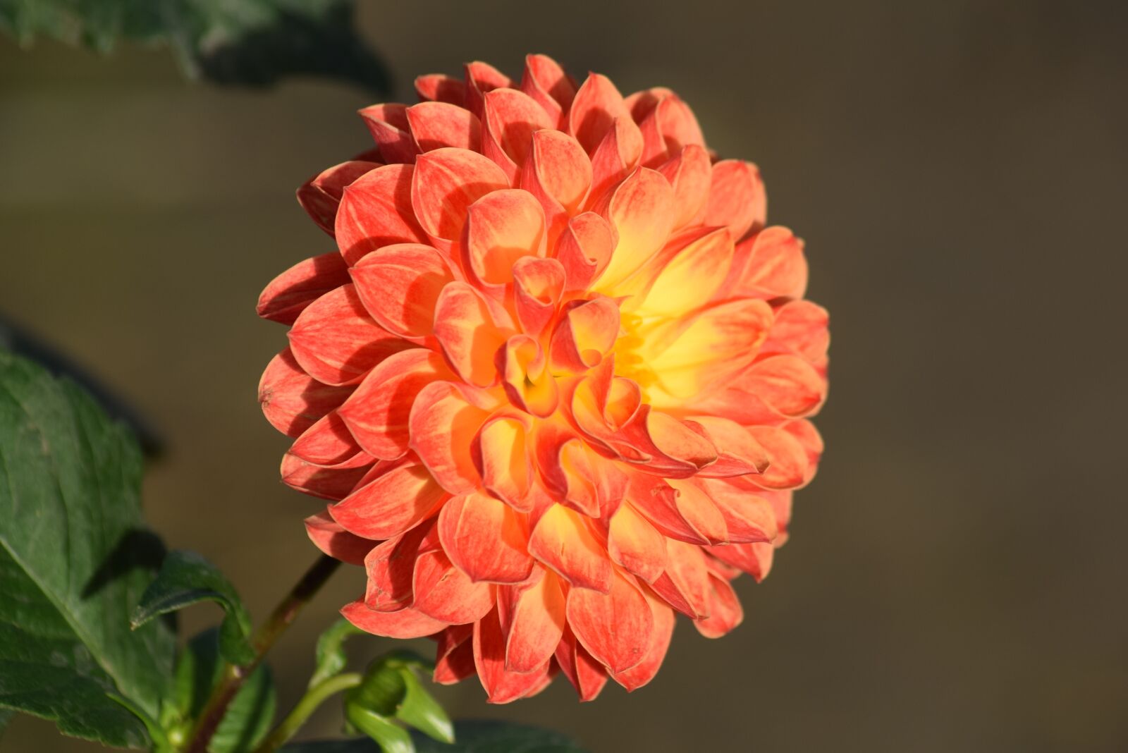 Nikon D5300 sample photo. Dahlia, flower, orange photography
