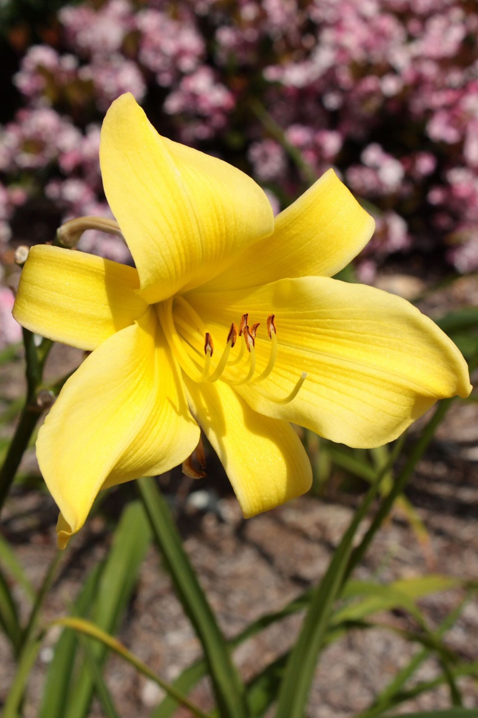 Canon EOS 450D (EOS Rebel XSi / EOS Kiss X2) sample photo. Lily, flower, bloom photography