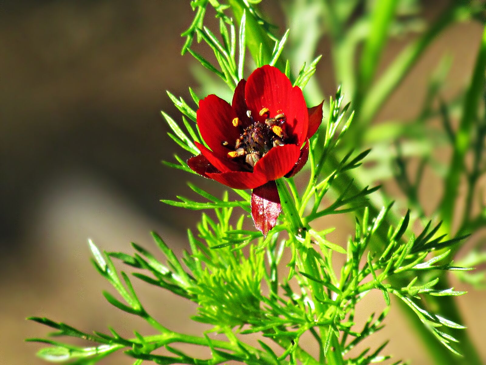 Canon PowerShot SX30 IS sample photo. Flower, red, bloom photography