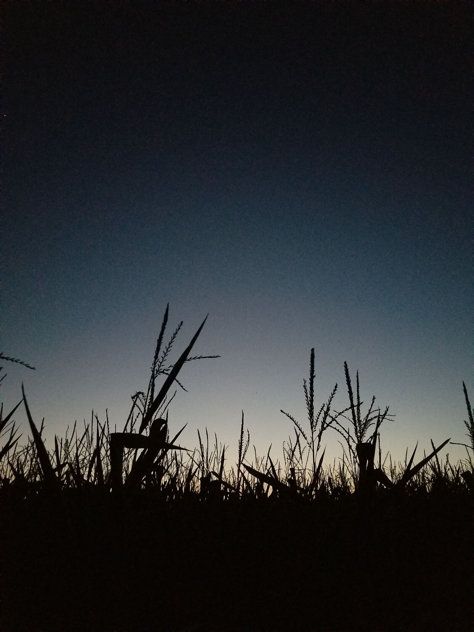 Samsung Galaxy S8+ sample photo. Cornfield, corn, dusk photography