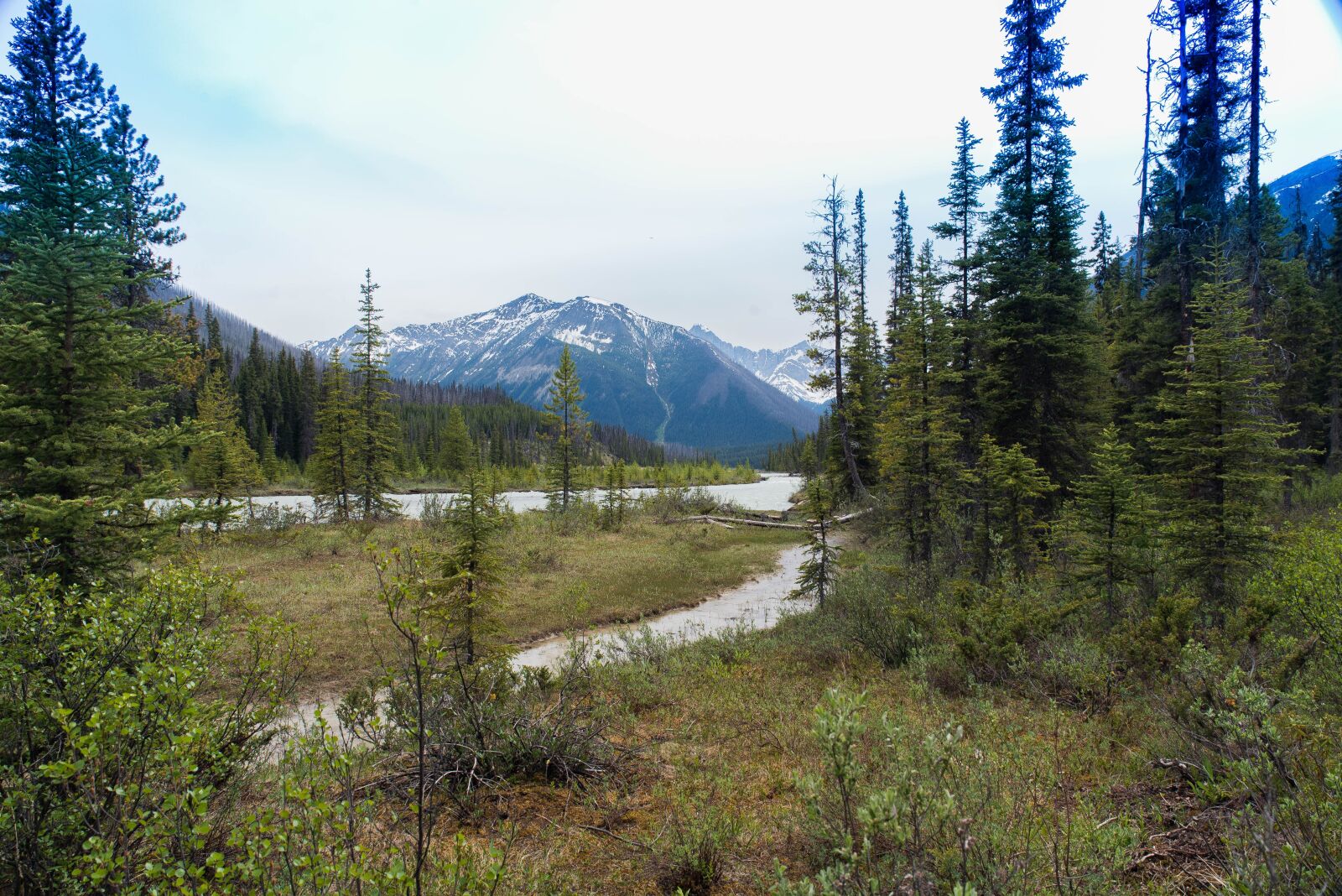 Nikon D750 sample photo. Bow river, canada, rockies photography
