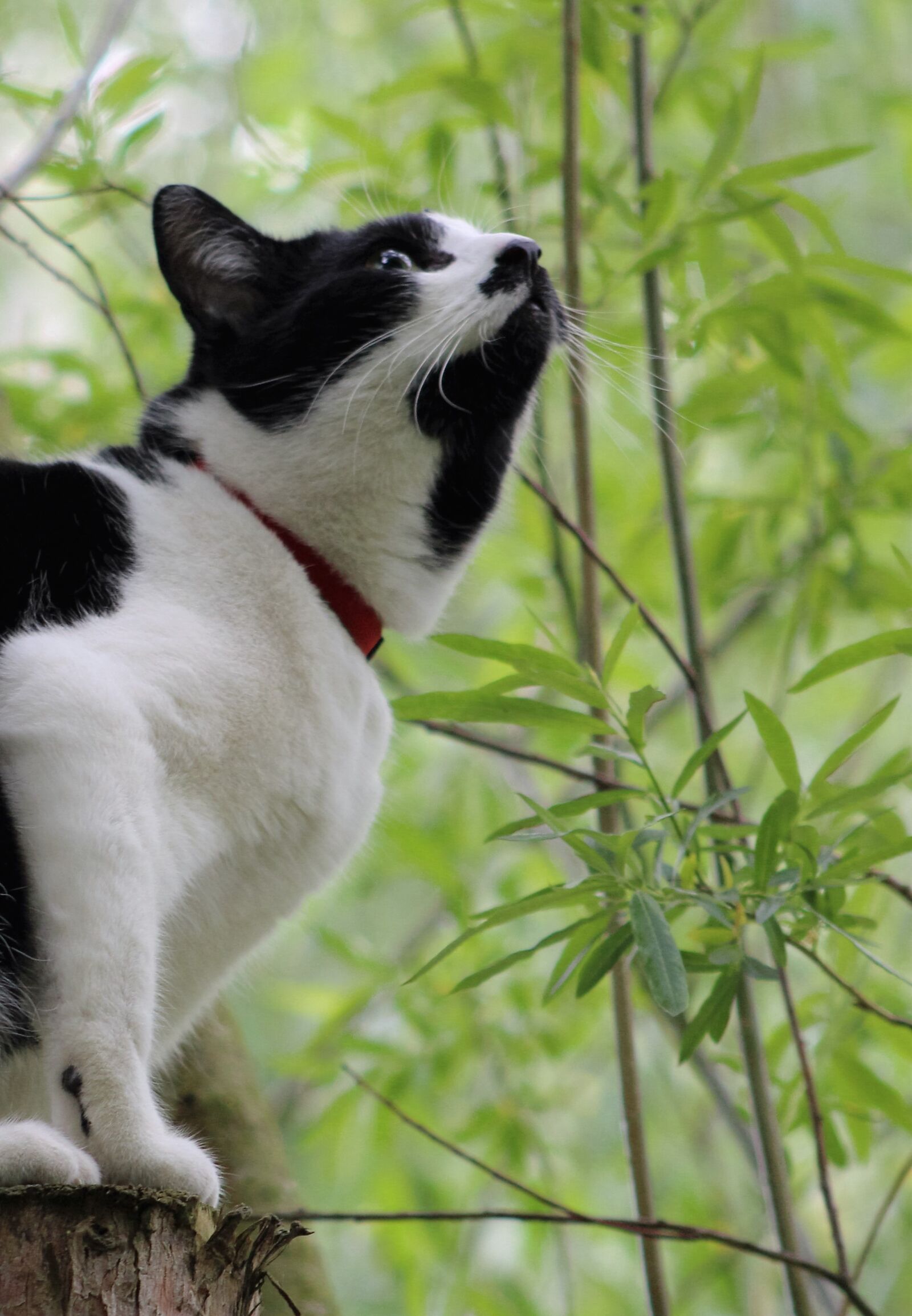 Canon EF75-300mm f/4-5.6 sample photo. Animal, nature, cute photography