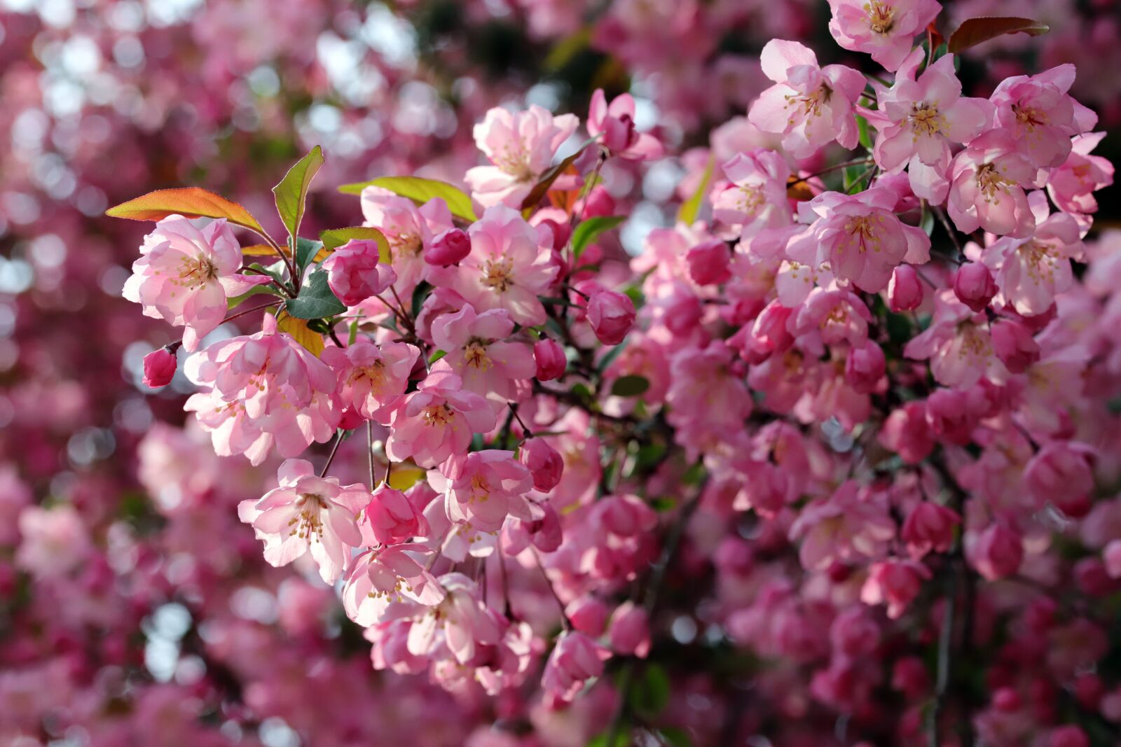 Canon EOS 6D Mark II sample photo. Flower apples, spring, wood photography