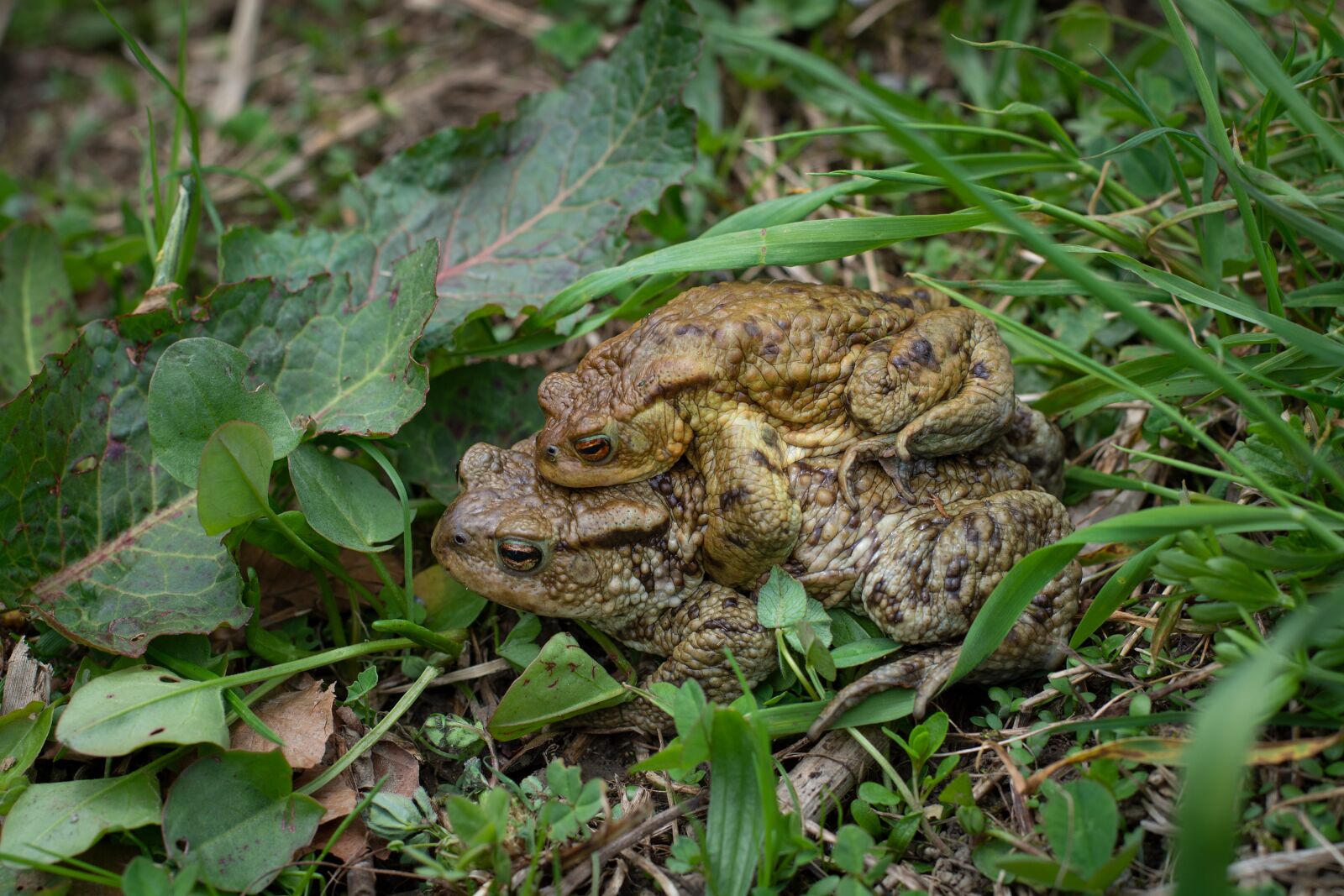 Nikon D7100 sample photo. Toads, frogs, nature photography
