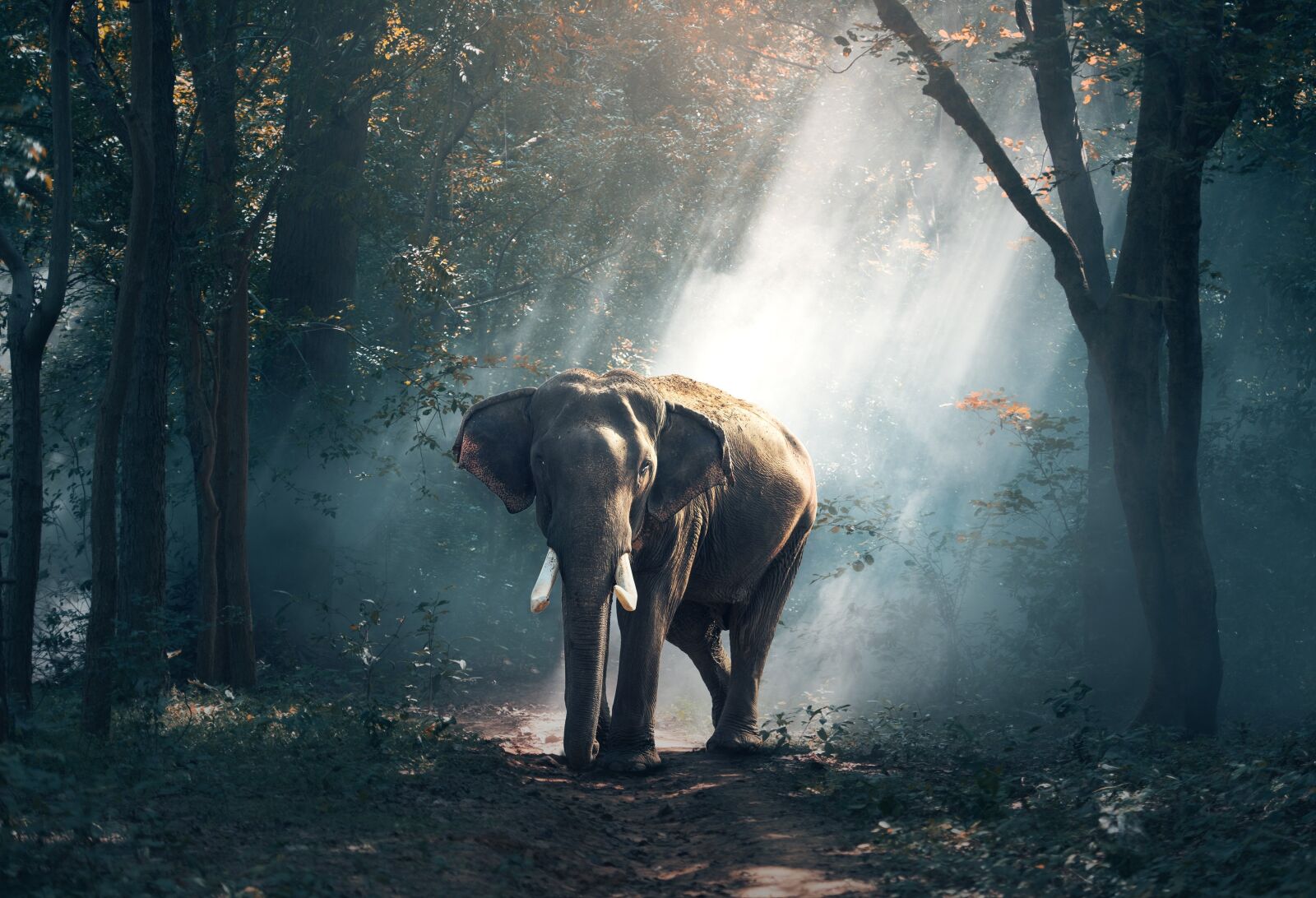 Nikon D810 sample photo. Elephant, animals, asia photography