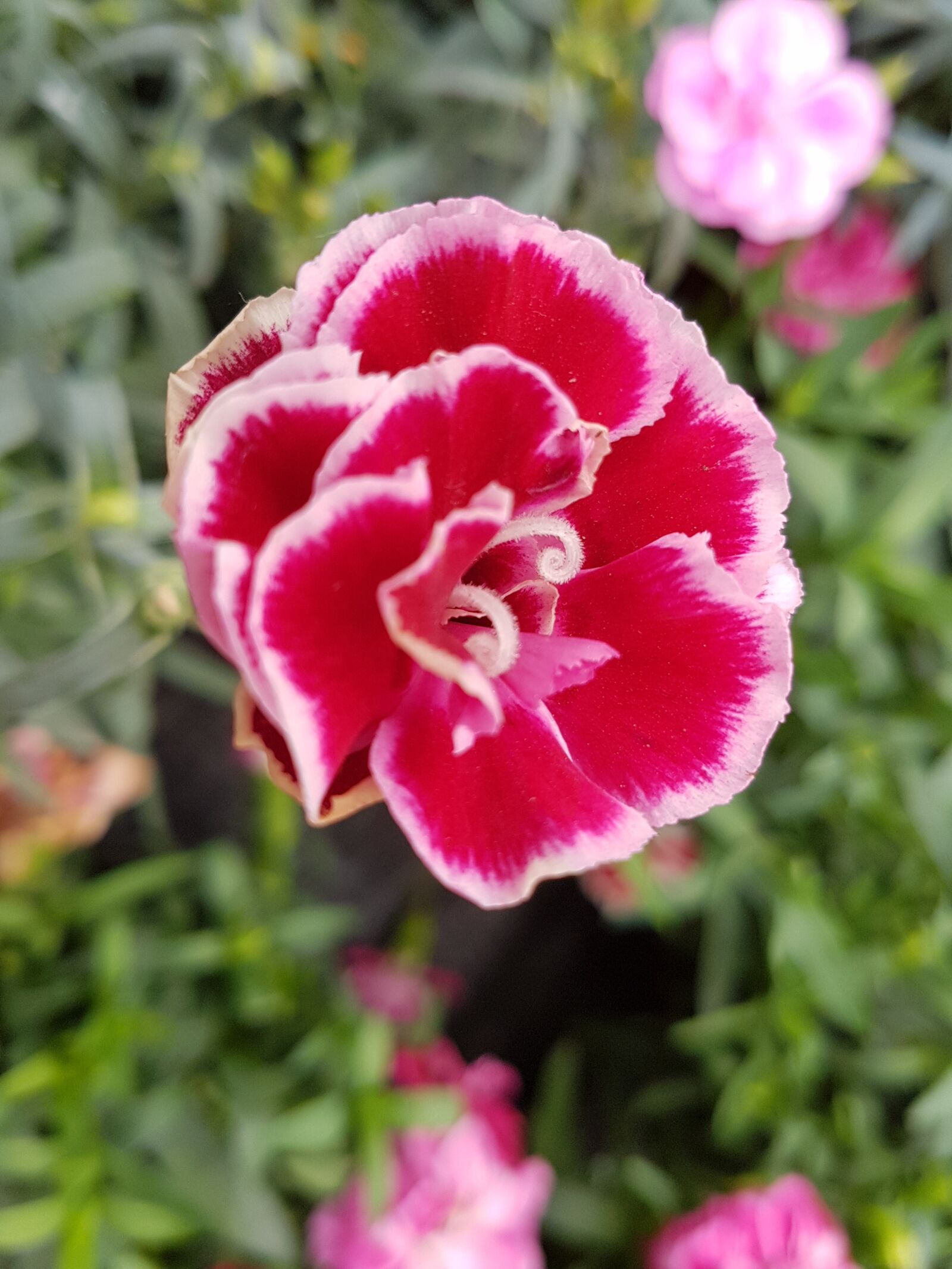 Samsung Galaxy S7 Edge sample photo. Flower, flora, nature photography