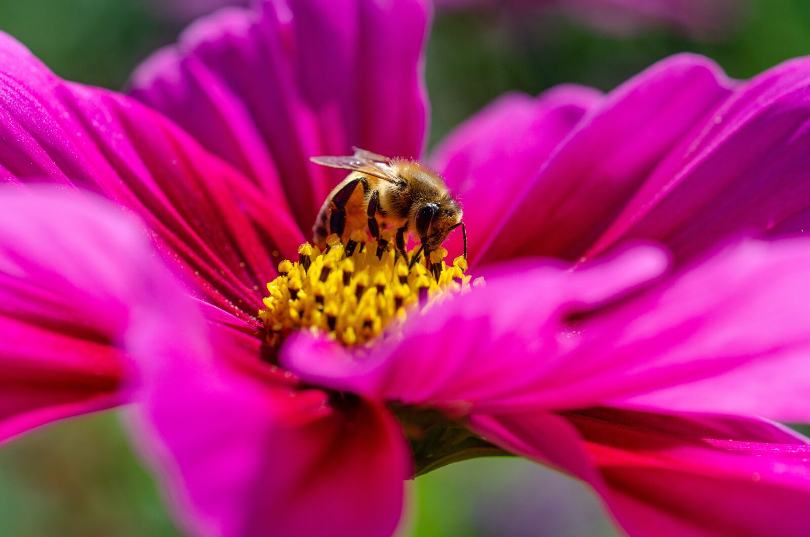 Nikon D7000 sample photo. Cosmos, kosmeen, cosmos bipinnatus photography