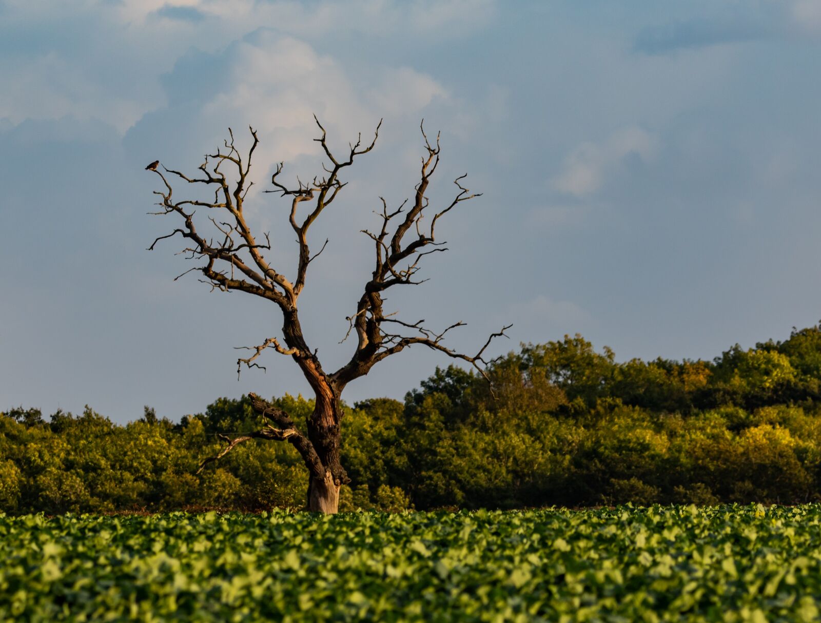 150-600mm F5-6.3 DG OS HSM | Contemporary 015 sample photo. Lone tree, dead tree photography