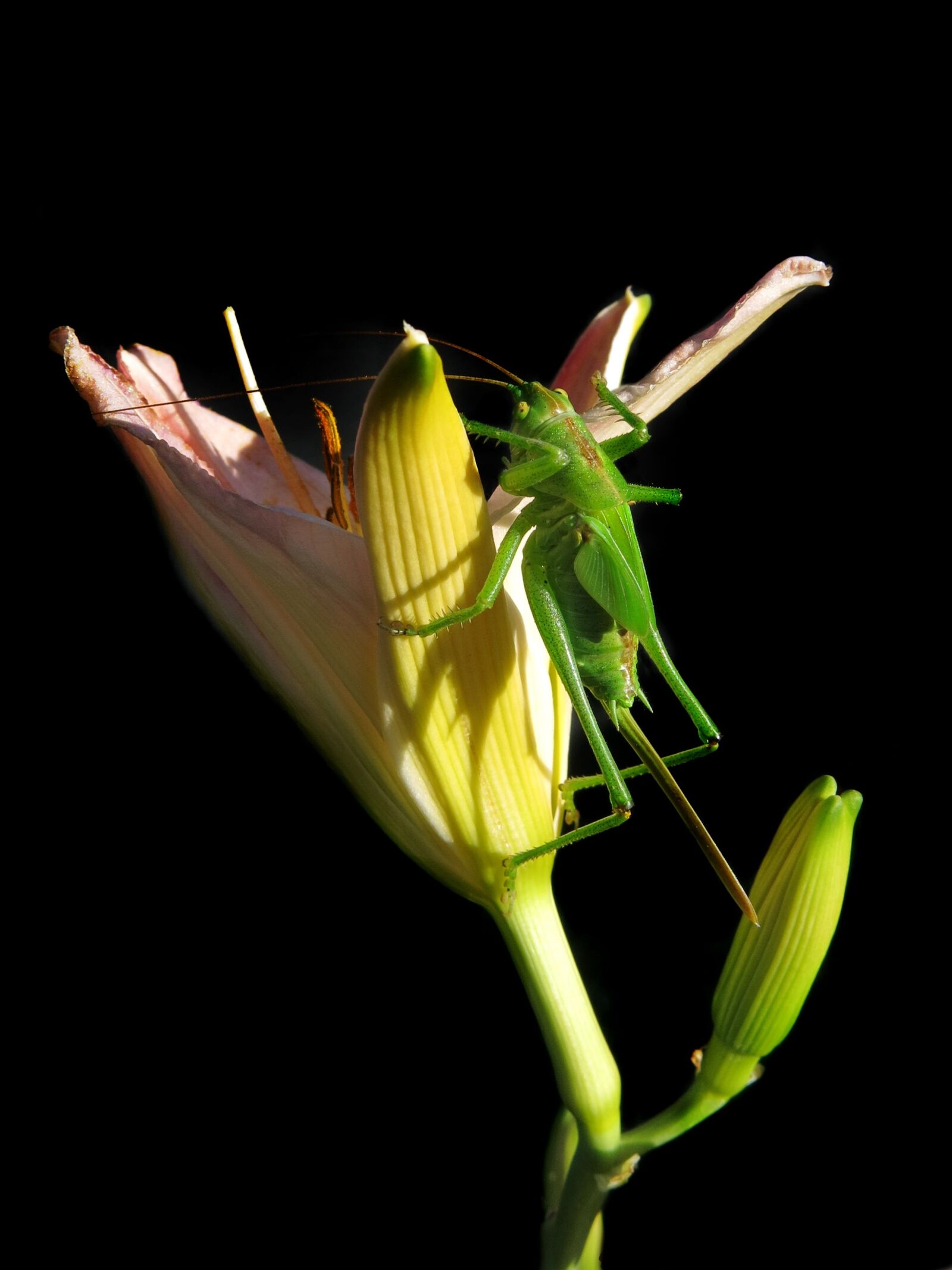 Canon PowerShot G15 sample photo. Tettigonia viridissima, female larva photography