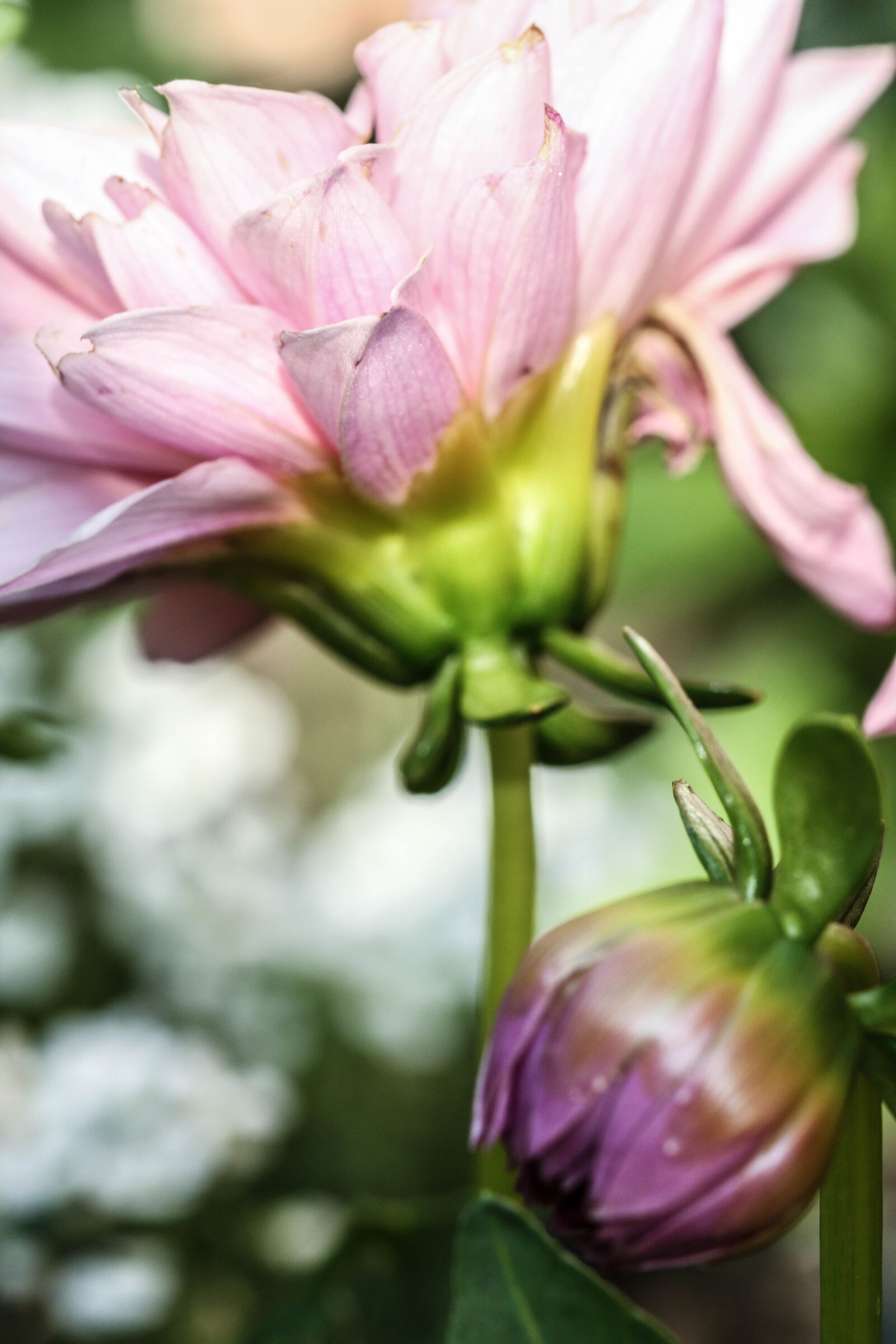 Canon EOS 7D Mark II sample photo. Flower, nature, garden flower photography