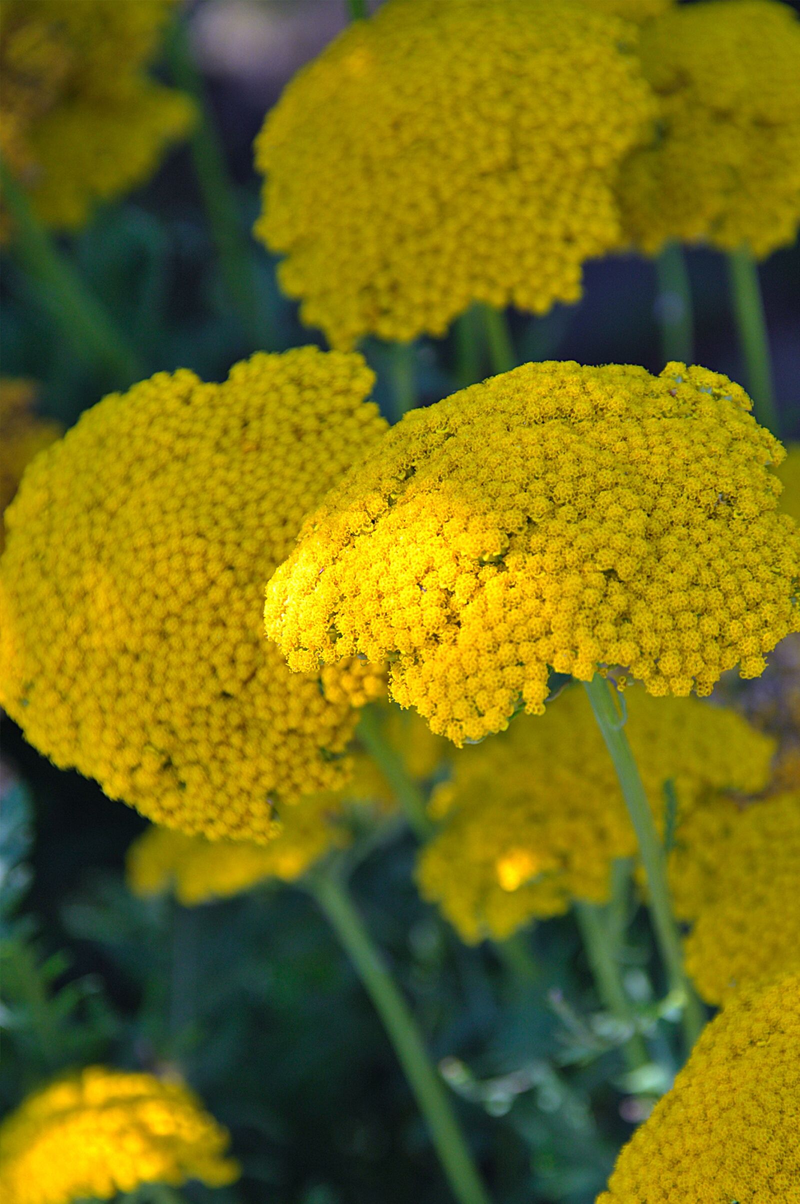 Nikon D3200 sample photo. Plant, yellow, flower photography