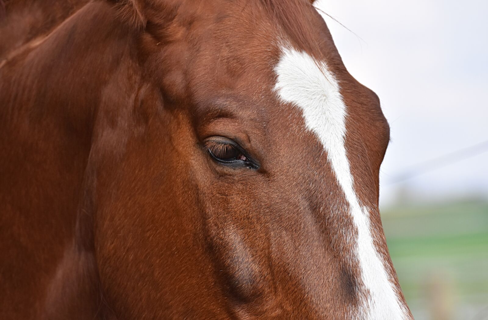 Nikon D7200 sample photo. Horse, stall, stallion photography