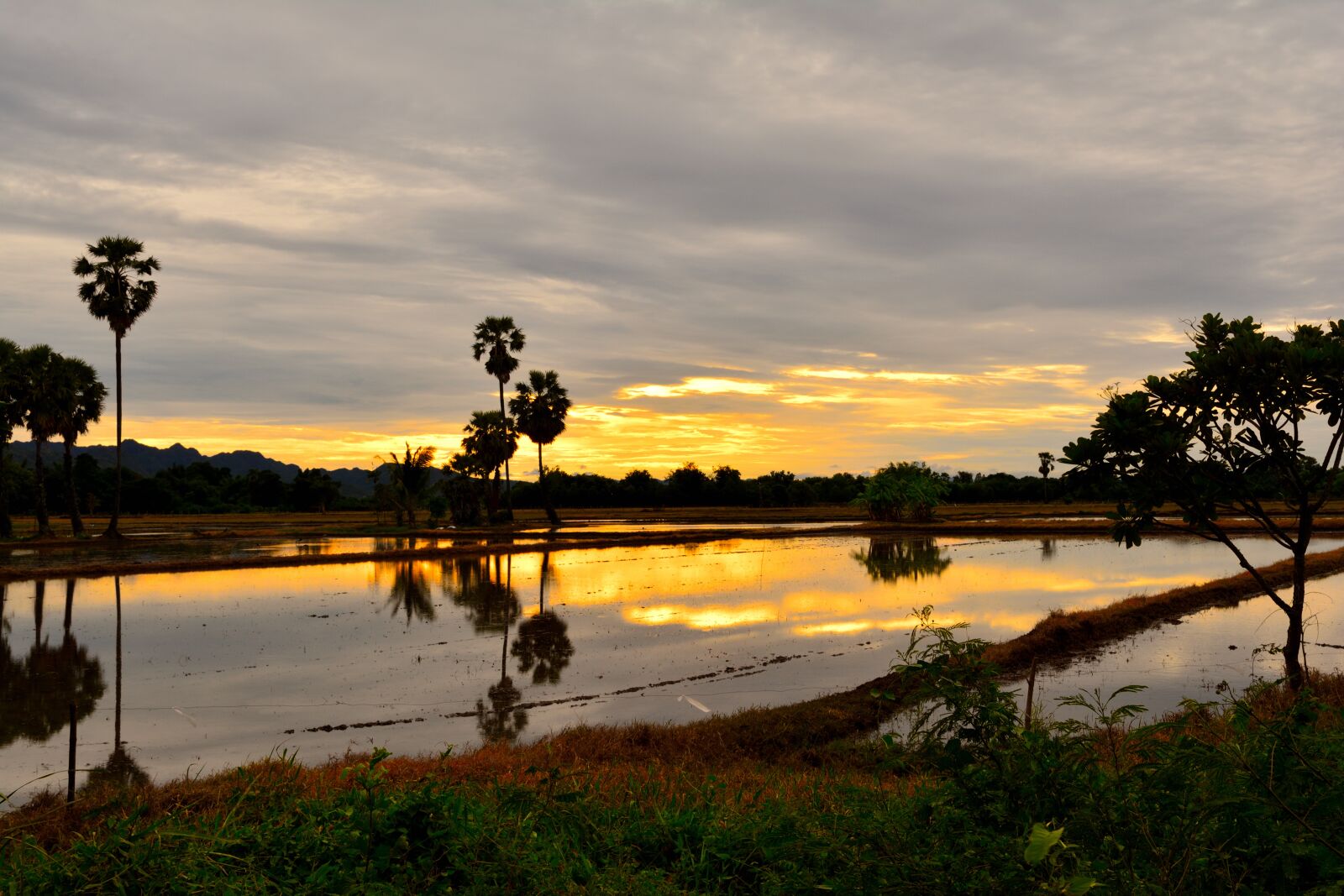 Nikon D5200 sample photo. Sunset, sugar palm, silhouettes photography