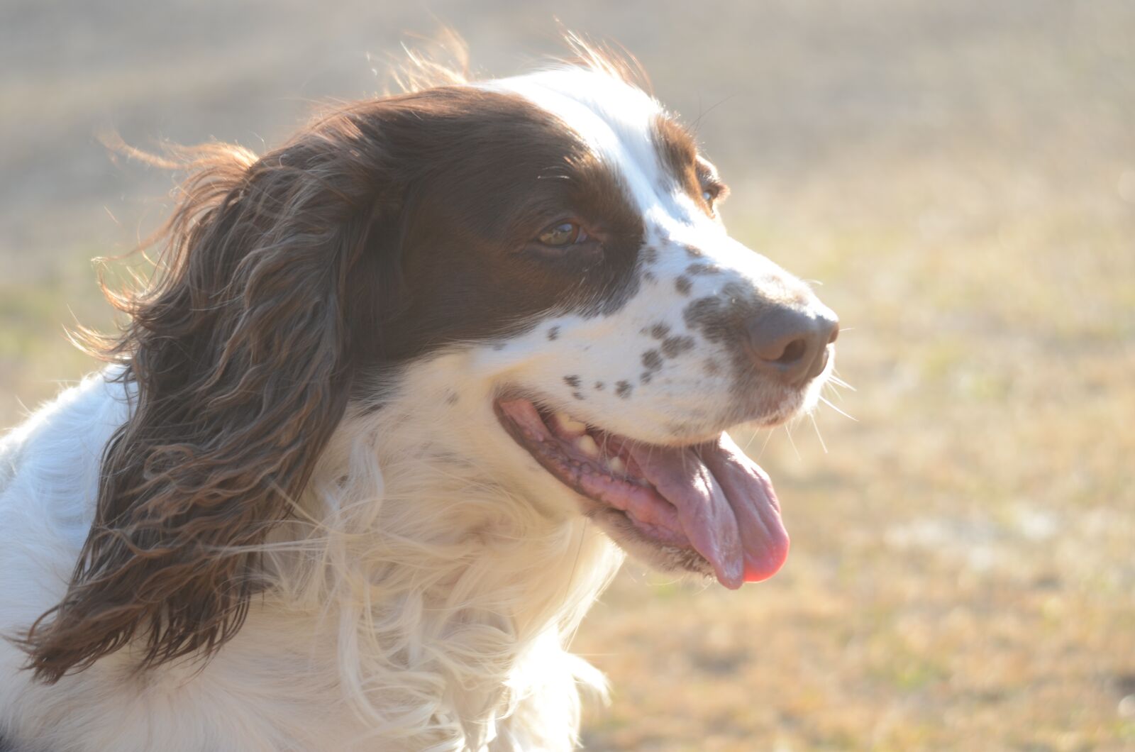 Nikon D7000 sample photo. English springer spaniel, spaniel photography