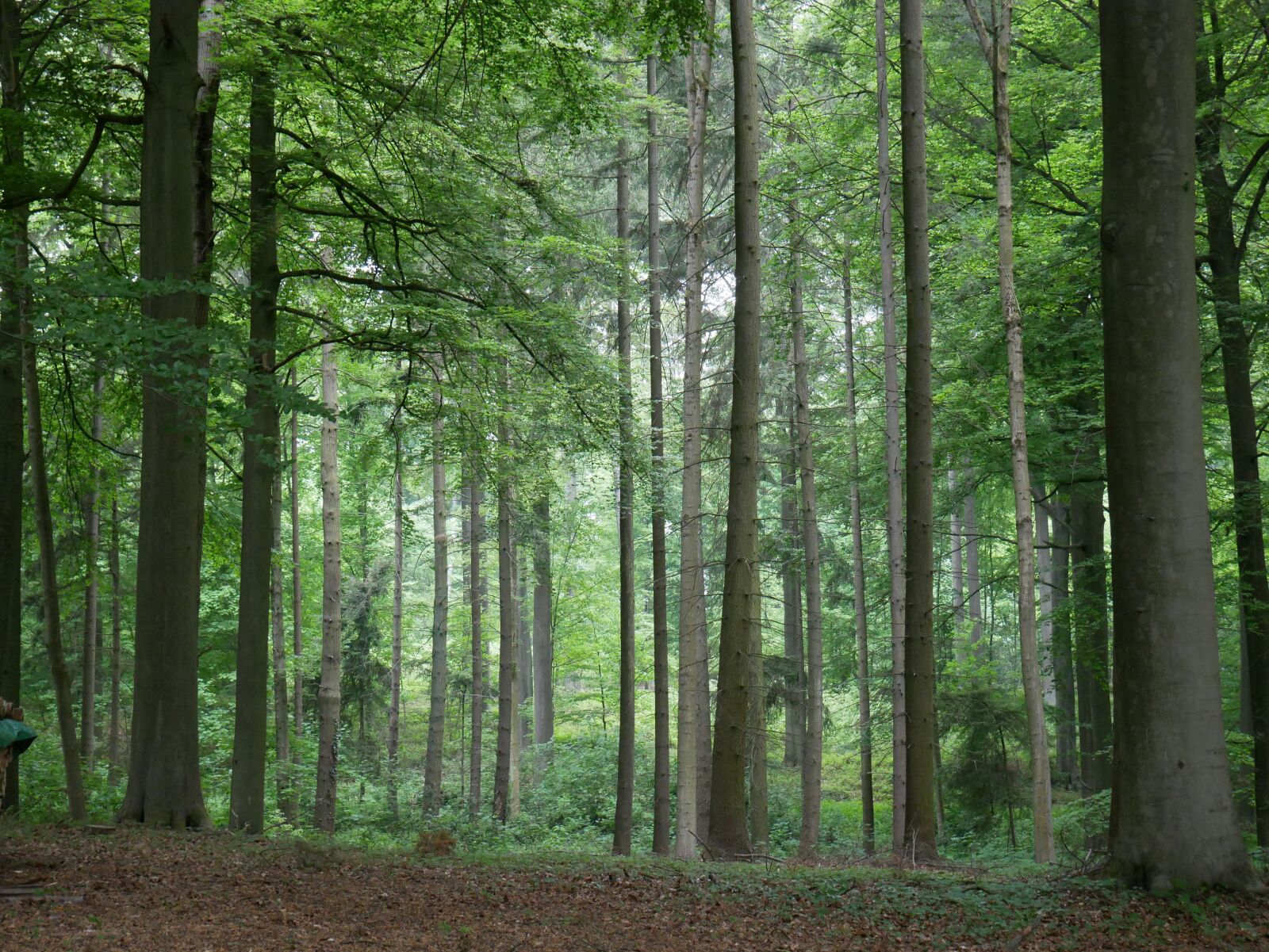 Panasonic Lumix DMC-G85 (Lumix DMC-G80) sample photo. Forest, beeches, foliage photography