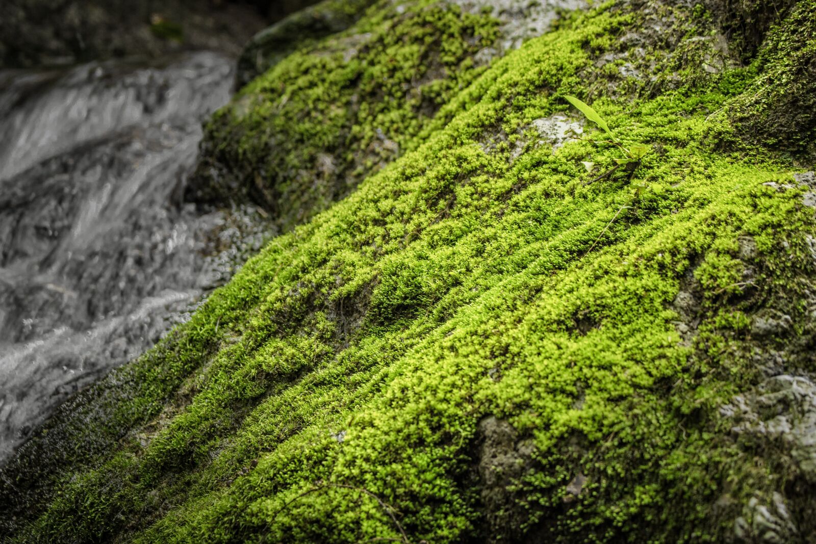 Canon EOS 760D (EOS Rebel T6s / EOS 8000D) sample photo. Moss, nature, waterfall photography