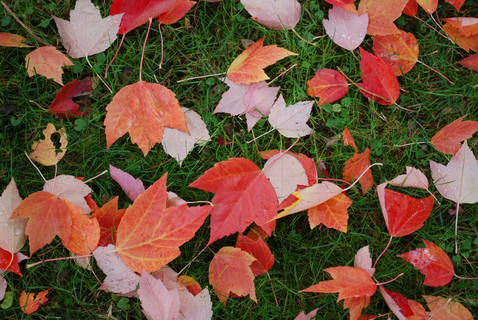 Nikon D60 sample photo. Fall, leaves, nature photography
