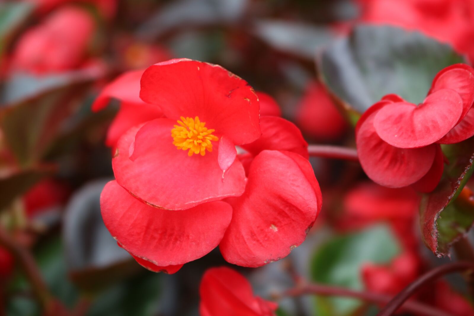 Canon EOS 750D (EOS Rebel T6i / EOS Kiss X8i) sample photo. Red, flower, bloom photography