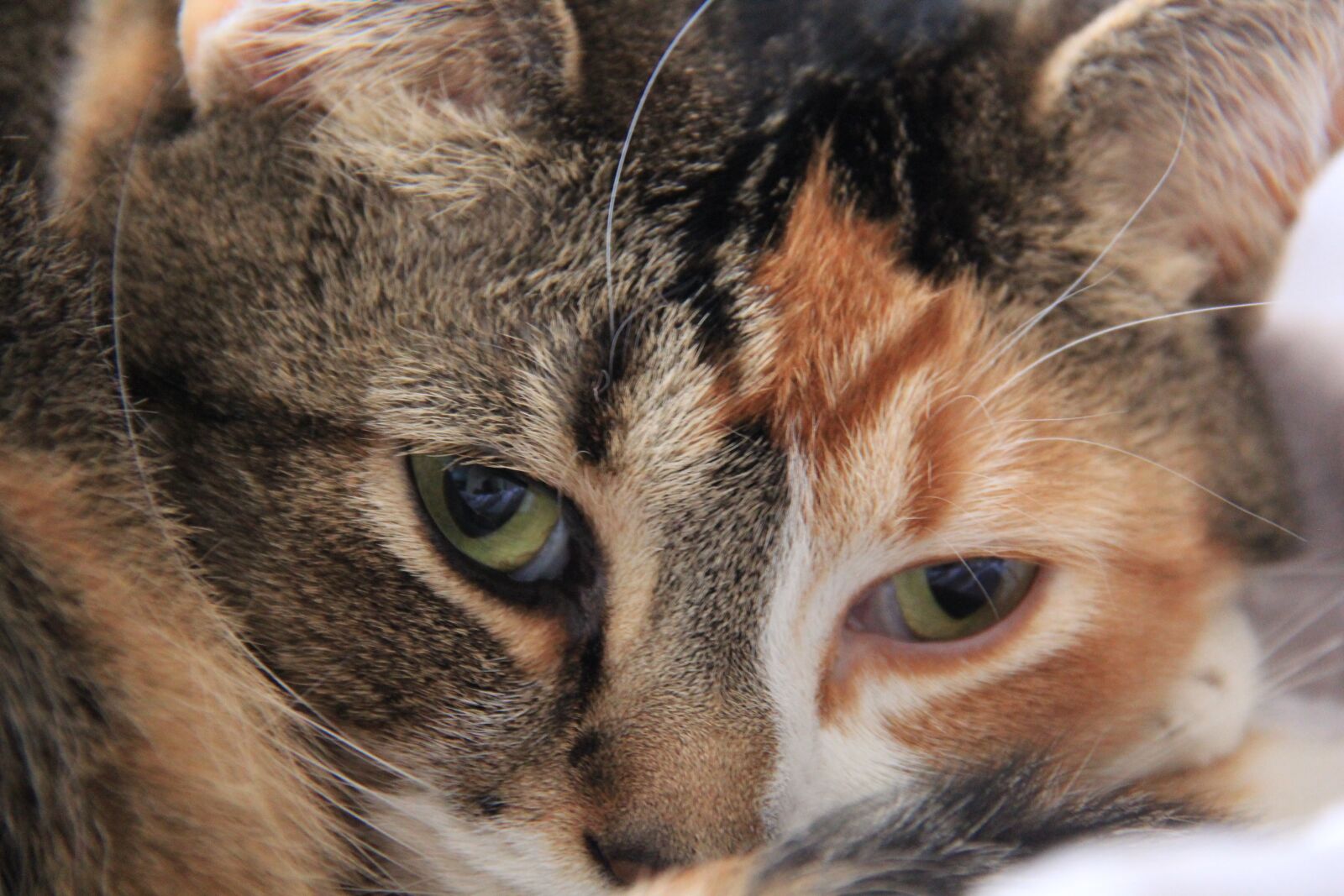 Canon EF-S 18-200mm F3.5-5.6 IS sample photo. Cat, macro, animal photography