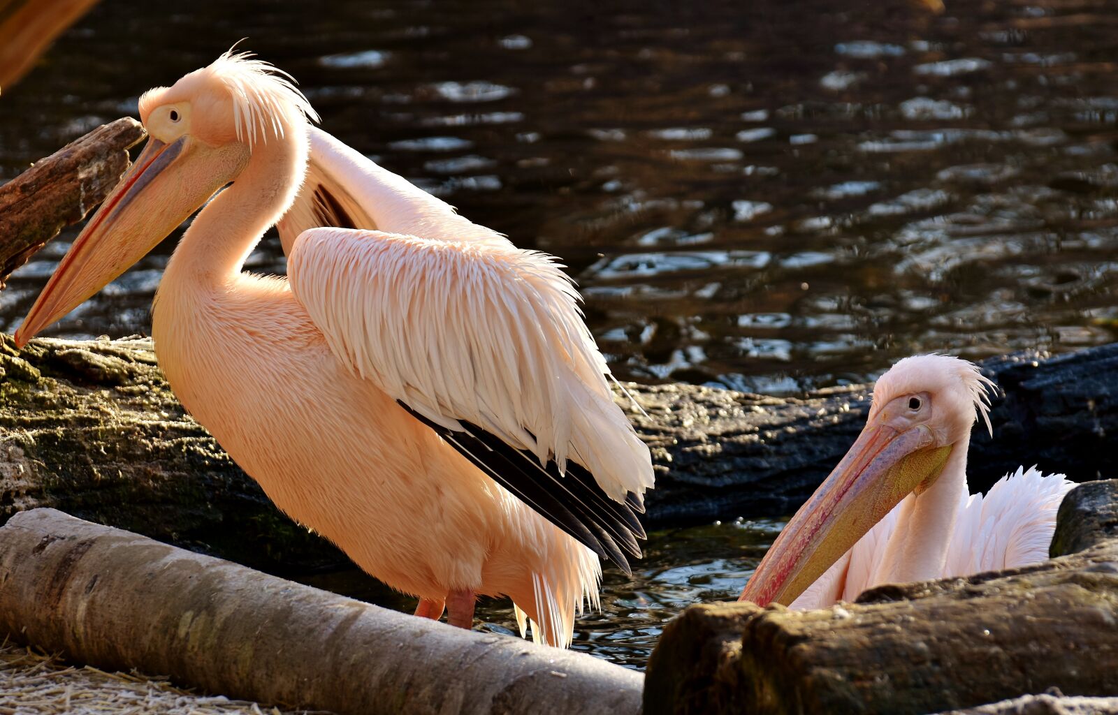 Nikon D7200 sample photo. Pelikan, bird, bill photography