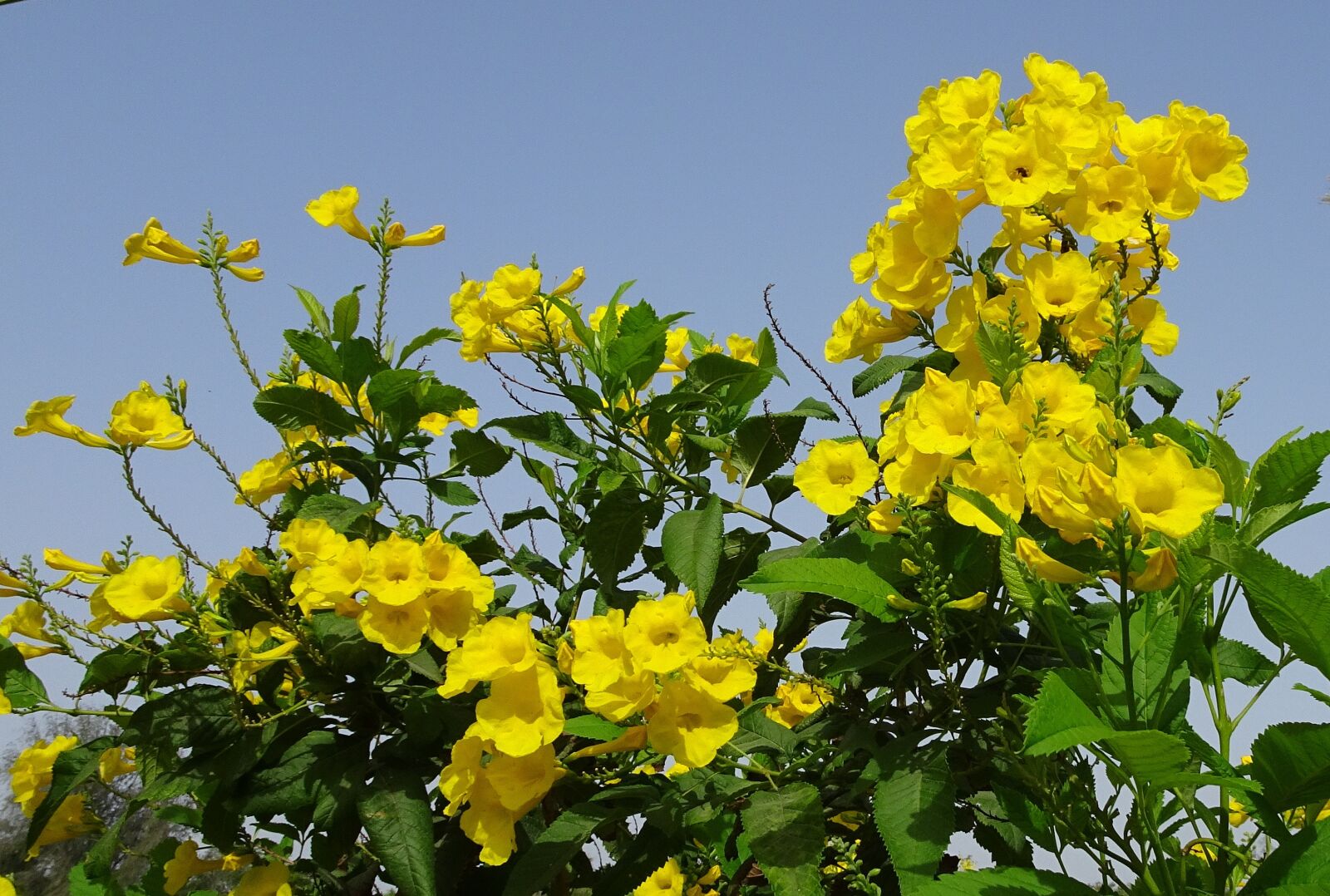 Sony Cyber-shot DSC-HX90V sample photo. Flower, yellow, chestnutleaf trumpetbush photography