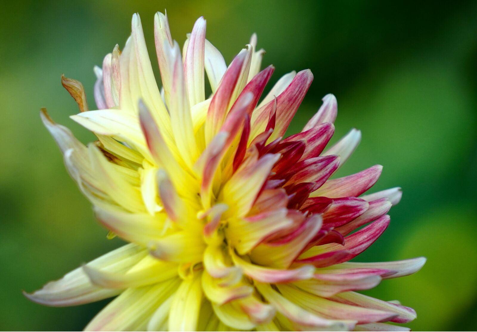 Sony E 55-210mm F4.5-6.3 OSS sample photo. Dahlia, blossom, bloom photography