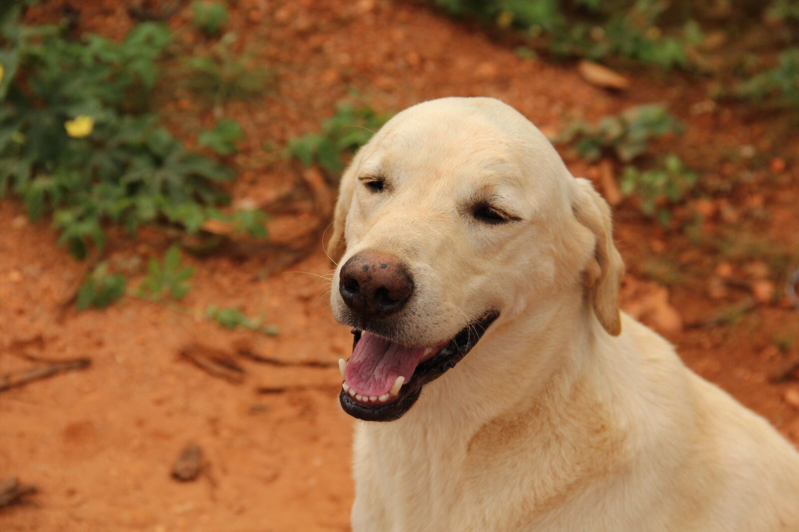 Canon EF-S 18-135mm F3.5-5.6 IS sample photo. Labrador, canine, pet photography