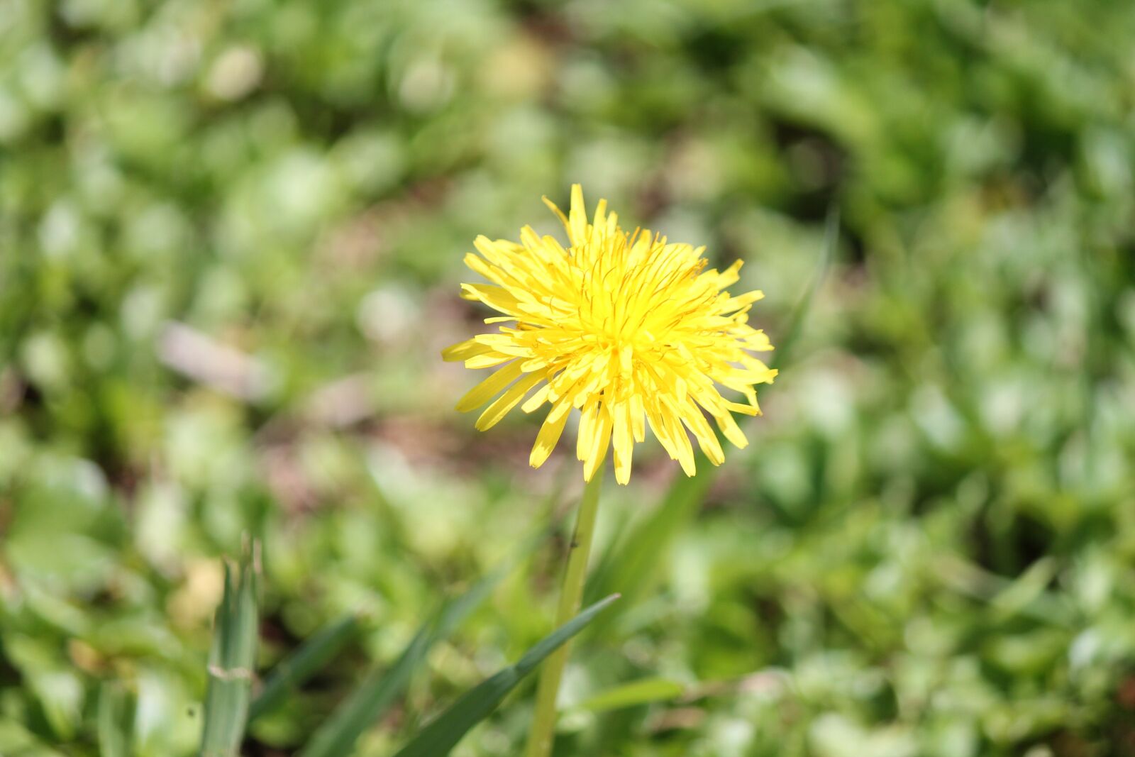 Canon EOS 1100D (EOS Rebel T3 / EOS Kiss X50) sample photo. Flower, yellow, prato photography
