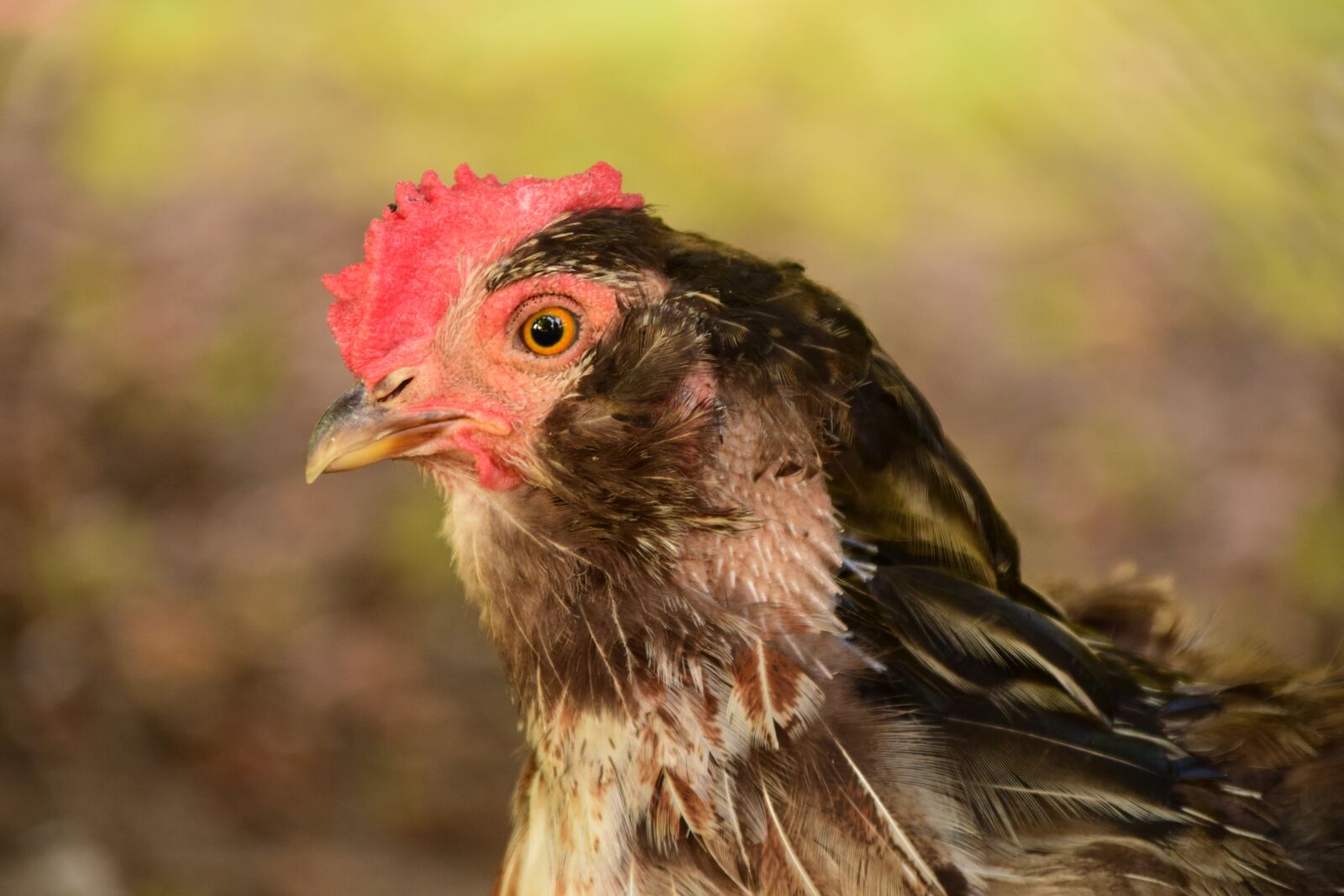 Nikon D3300 sample photo. Hen, chicken, poultry photography