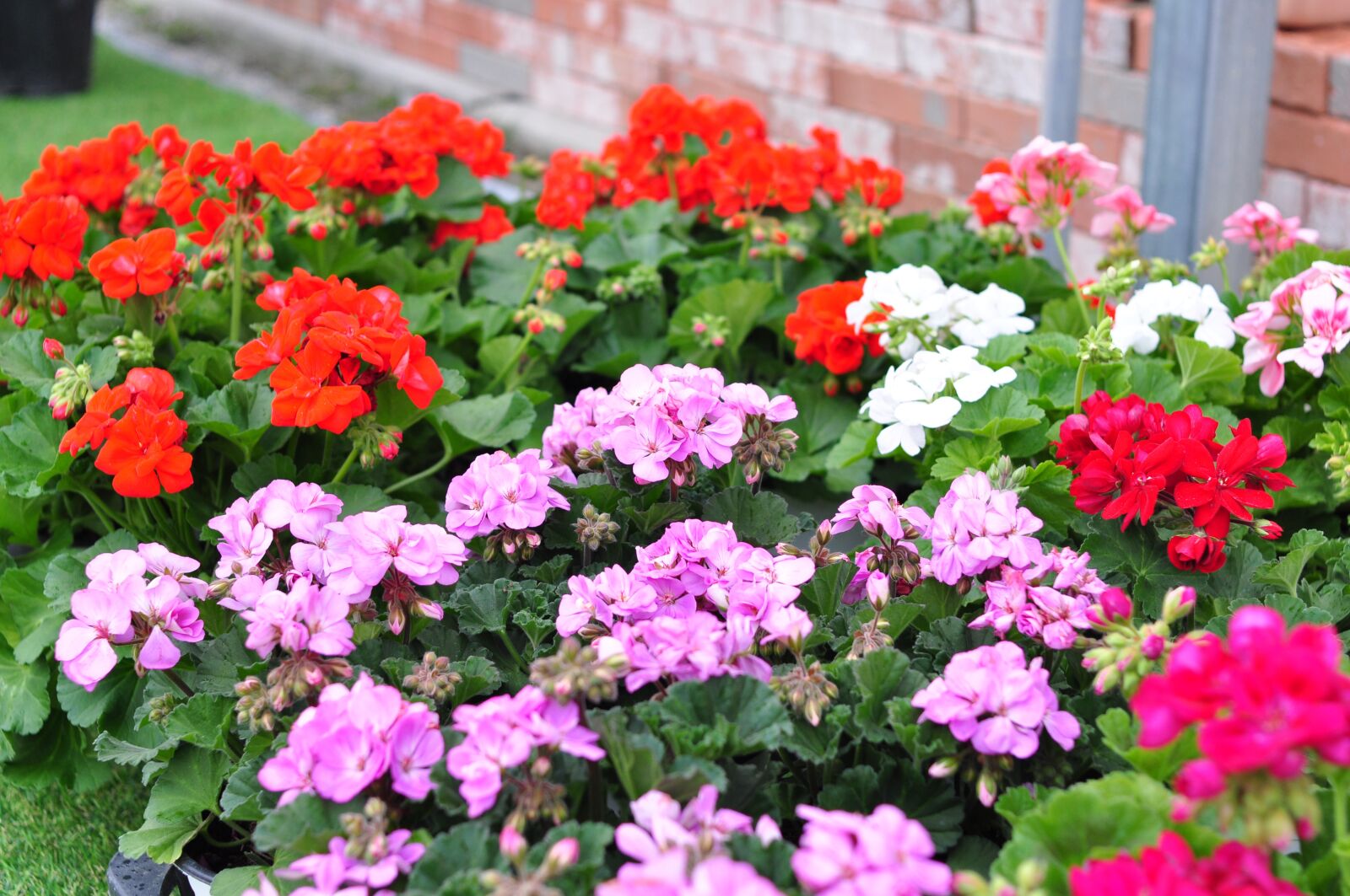 Nikon D90 sample photo. Flowers, spring, nature photography