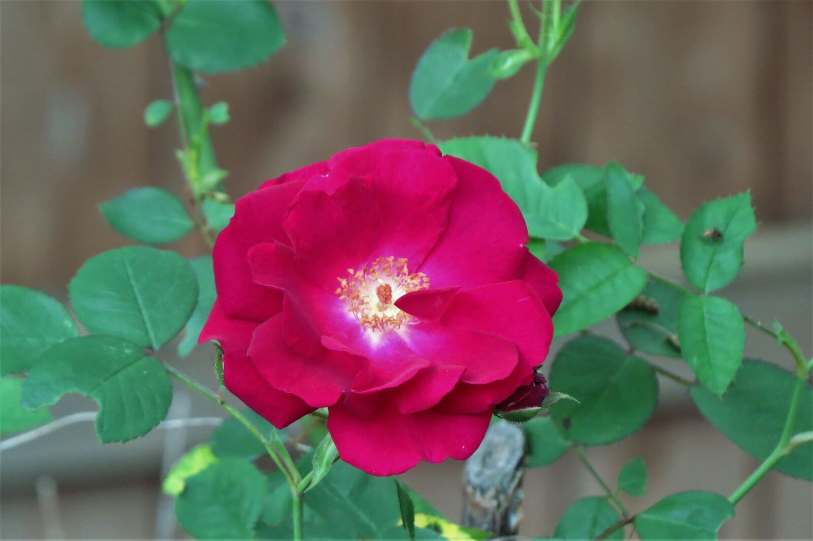 Canon PowerShot SX50 HS sample photo. Rose, red, garden photography