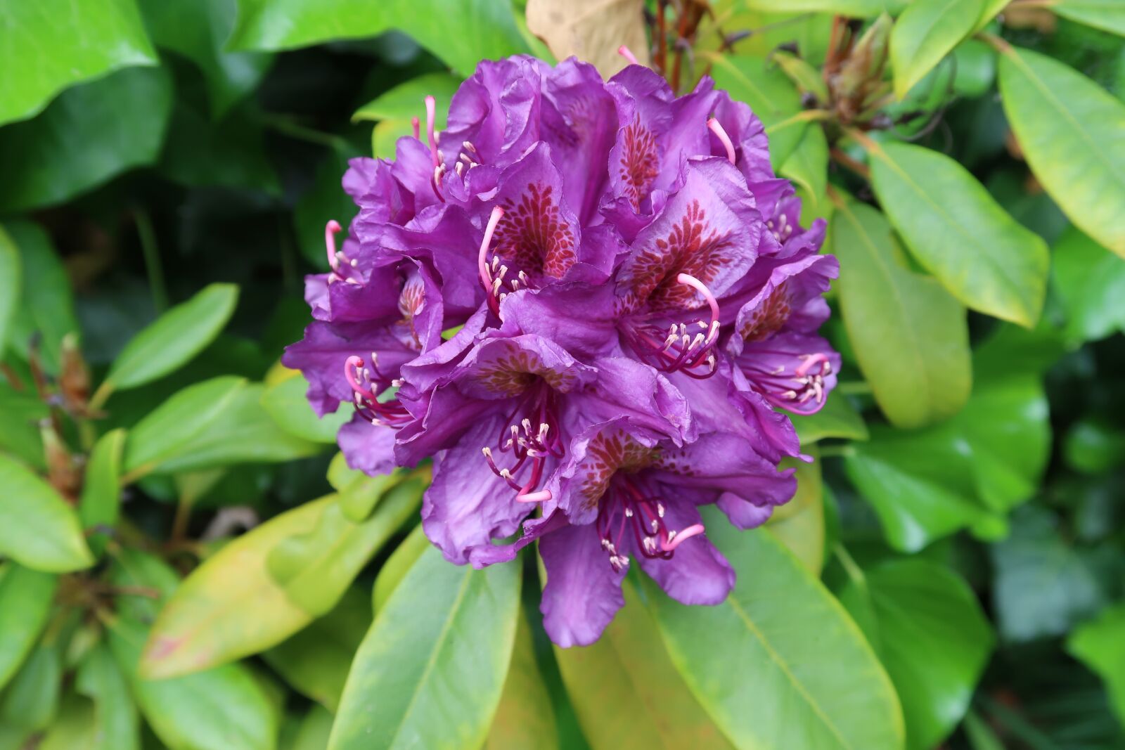 Canon PowerShot G7 X Mark II sample photo. Purple, flower, petals photography