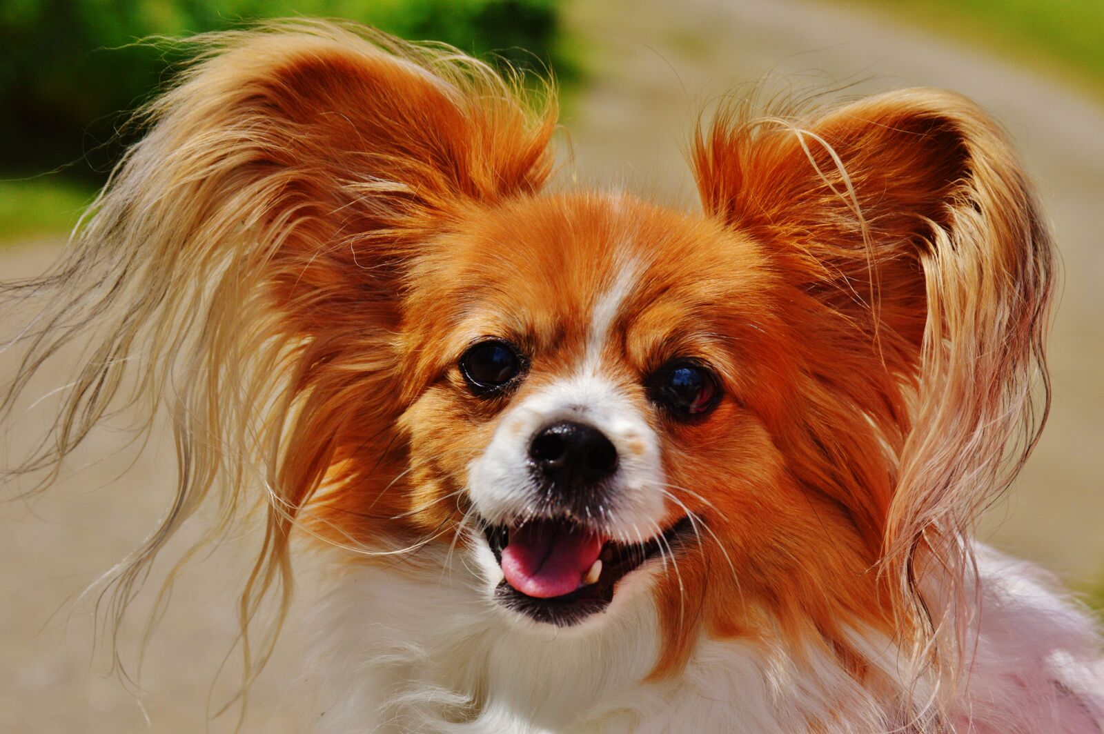 Nikon D3200 sample photo. Dog, chihuahua, cute photography