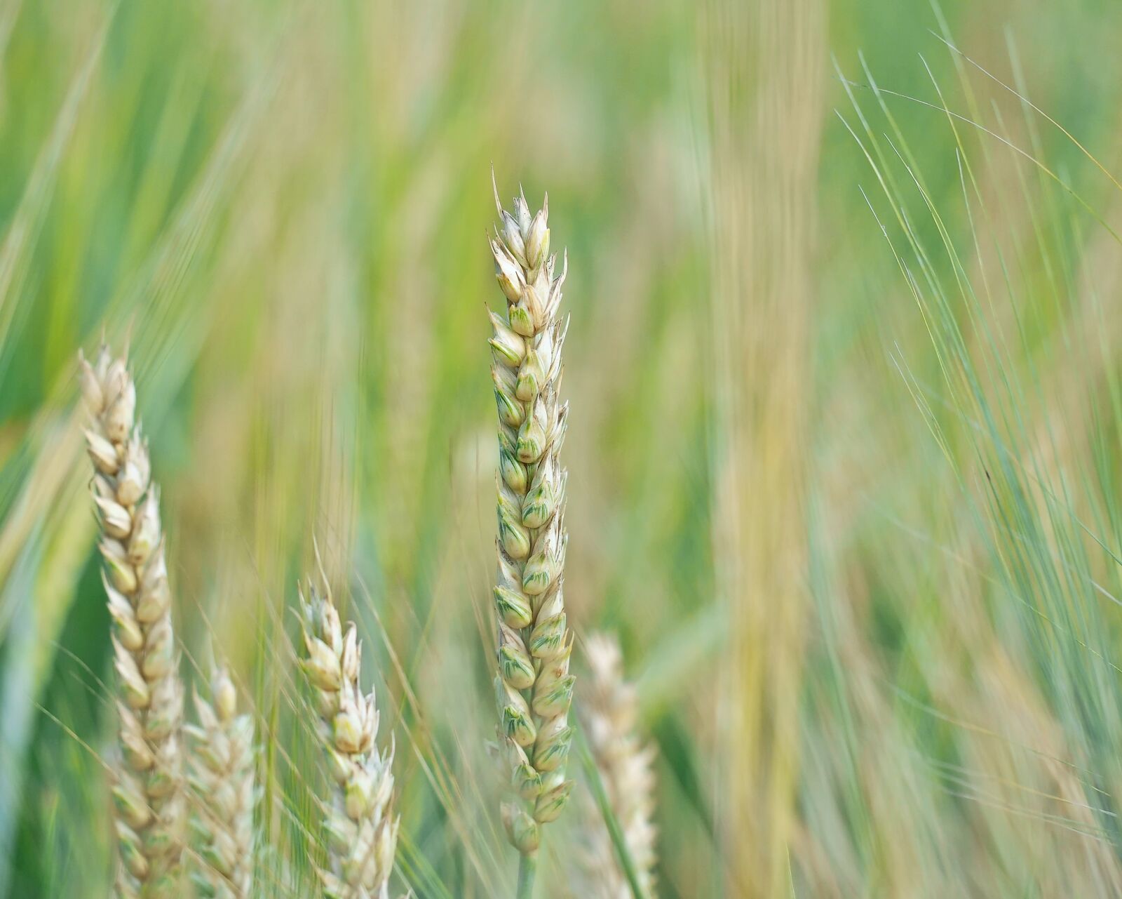 Olympus OM-D E-M5 + Olympus M.Zuiko Digital ED 60mm F2.8 Macro sample photo. Wheat, wheat field, cereals photography