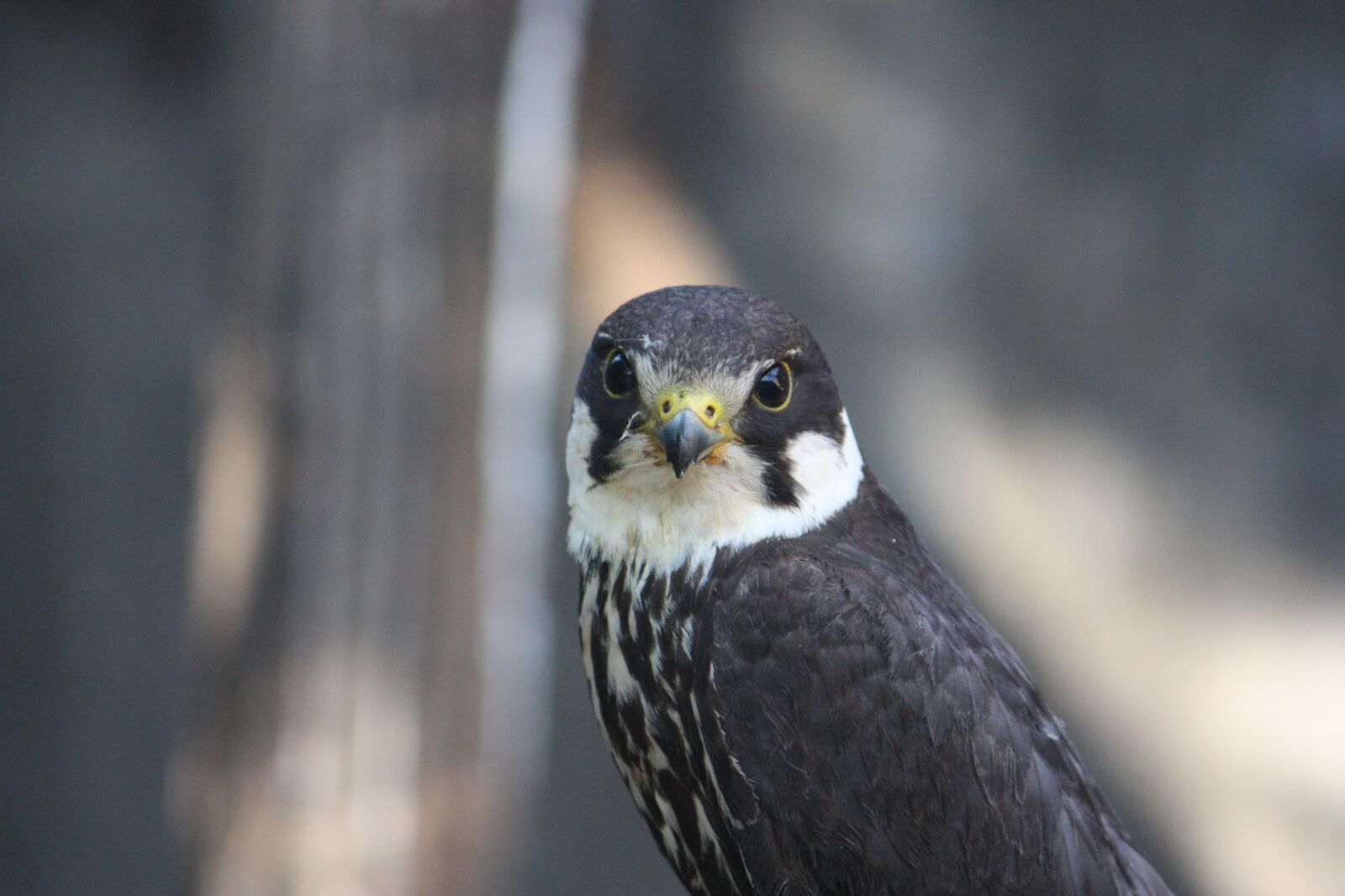 Canon EOS 450D (EOS Rebel XSi / EOS Kiss X2) sample photo. Falcon eurasian hobby, raptor photography
