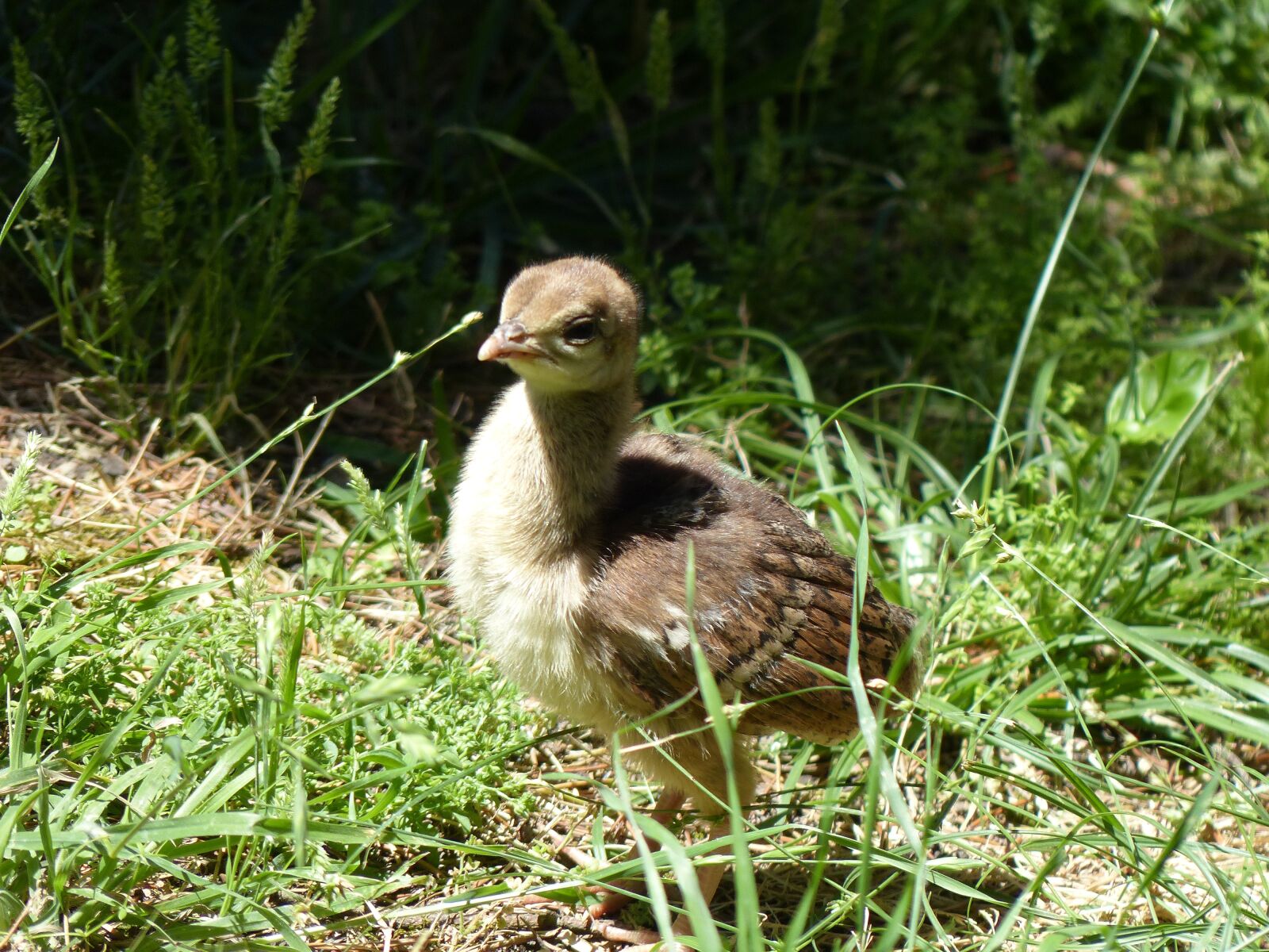 Panasonic Lumix DMC-FZ200 sample photo. Peacock chicks, fluffy, camouflage photography