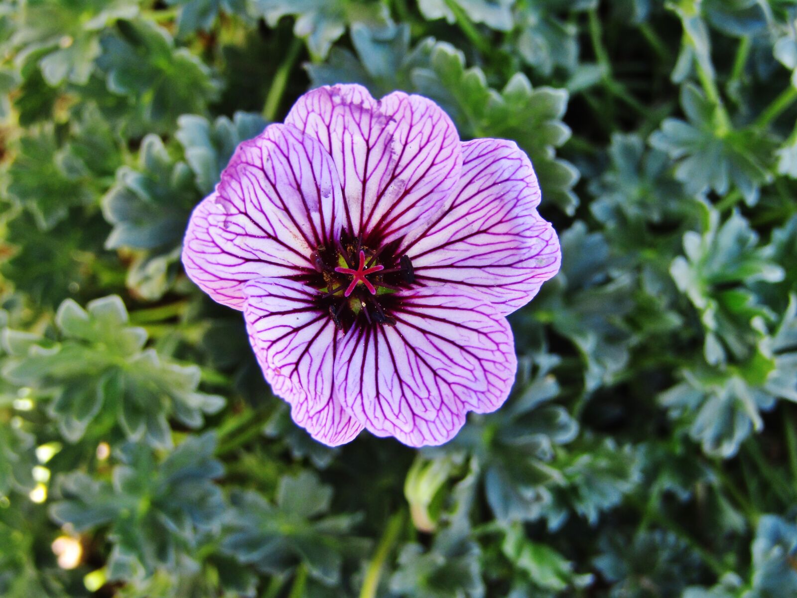Canon POWERSHOT SX432 IS sample photo. Flower, blossom, bloom photography