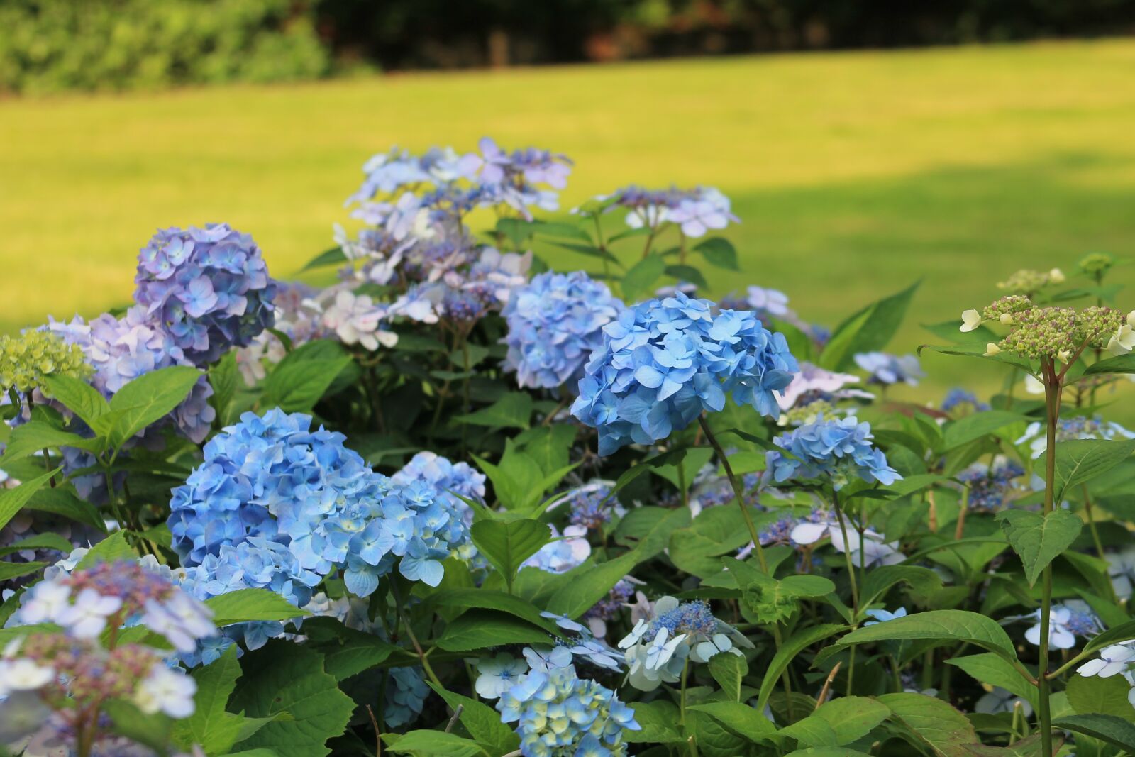 Canon EF 75-300mm f/4-5.6 sample photo. Kudowa zdr j, flowers photography