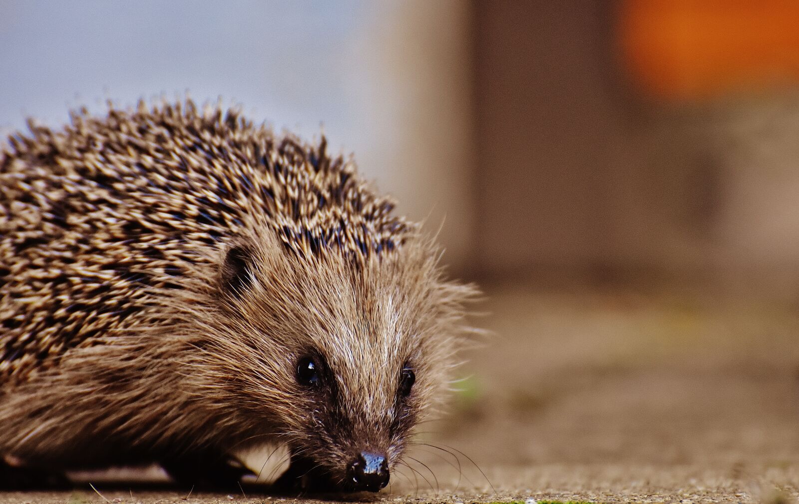 Nikon D7200 sample photo. Hedgehog child, young hedgehog photography