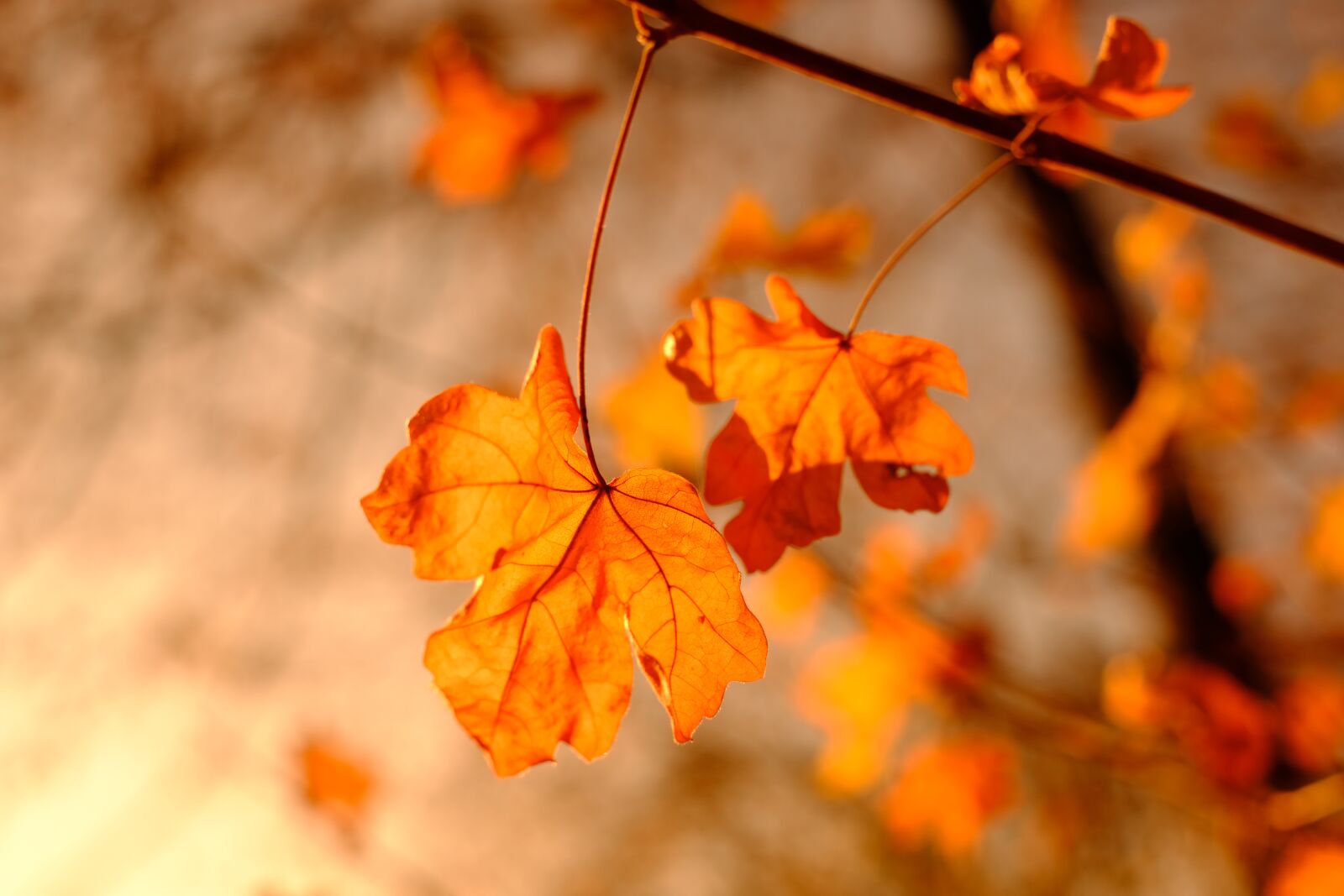 Fujifilm X-T2 + Fujifilm XF 35mm F1.4 R sample photo. Maple, maple leaf, autumn photography