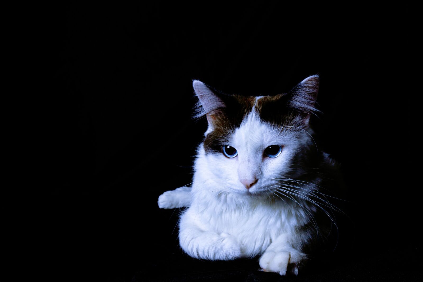Canon EOS 6D Mark II sample photo. Cat, low key, dark photography